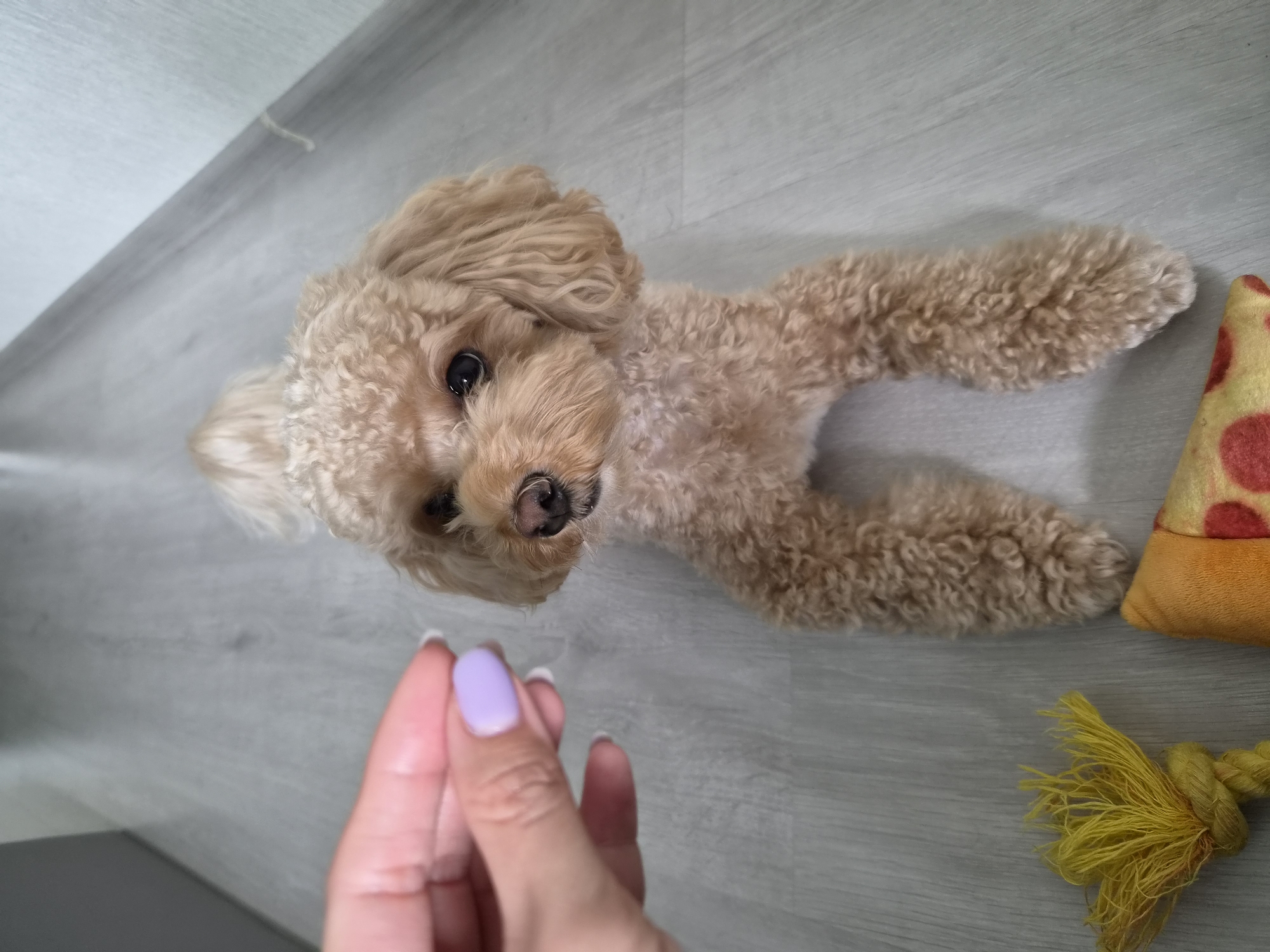 An indoor, eye-level shot shows a small, tan poodle sitting on a light gray laminate floor. A human hand with light purple nail polish is reaching out from the left side of the frame, holding a small, light-colored object, possibly a treat, towards the dog. The poodle is looking directly at the hand and the treat. The dog has dark eyes, a dark nose, and curly fur. To the bottom left of the image, there is a yellow rope toy with frayed ends. To the bottom right, partially visible, is an orange toy with red circular patterns, resembling a slice of pizza. The background is a light gray wall. The scene is indoors, on a floor that appears to be in a residential setting, likely an apartment in Kudrovo, Russia.