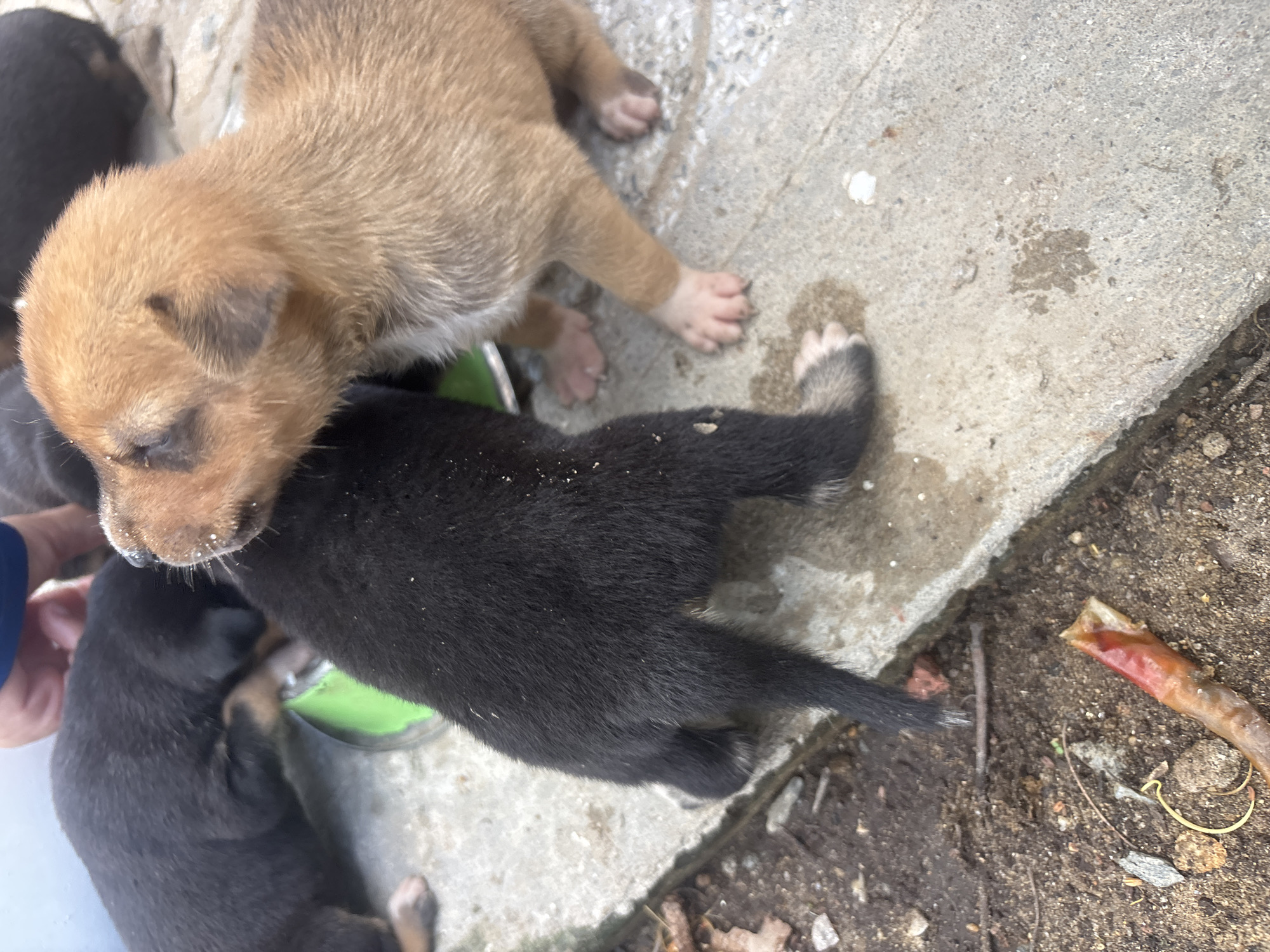 The image shows a close-up, overhead view of several young puppies, likely a litter, interacting near a green bowl on a concrete surface. One tan puppy is positioned over a black puppy, with its head near the black puppy's back. The tan puppy's snout and face are visible, with a dark marking above its right eye. Its paws are also visible, one of which is light-colored with dark markings. The black puppy is mostly obscured by the tan puppy, but its fur appears dark and dense. Its hind leg and tail are visible. Another black puppy is partially visible in the lower left corner of the image, seemingly nestled against something. A human hand, with a blue sleeve, is visible on the left side, appearing to touch or pet one of the puppies. The setting appears to be outdoors, with a rough, textured concrete ground and patches of dirt with some debris, including a reddish-brown, possibly organic, object to the right. The lighting suggests it could be daytime, but the exact time of day and weather conditions are not discernible. The scene conveys a sense of natural interaction among young animals, possibly in a backyard or a less-manicured outdoor area. There is no visible text in the image. The presence of puppies suggests a domestic setting, and the location context provided is Đà Nẵng, Vietnam.