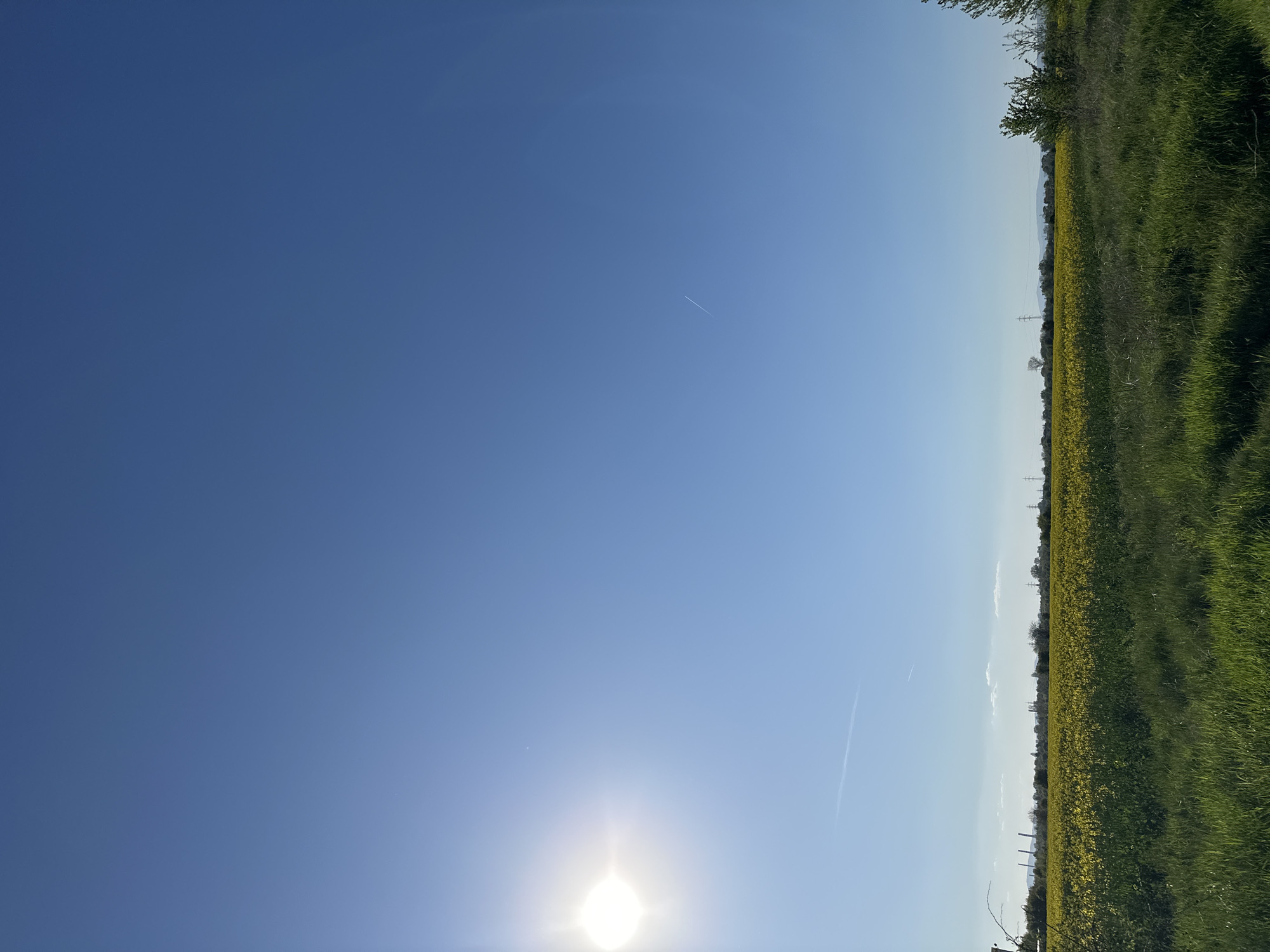 The image shows a landscape of a field with yellow flowers and green grass on the right side, and a clear blue sky with the sun in the lower left corner and a contrail towards the right. The photo appears to be taken at ground level, looking towards the horizon. There are some trees and possibly power lines visible on the horizon in the distance. It is difficult to determine the exact location within Sofia, Bulgaria, without more context.