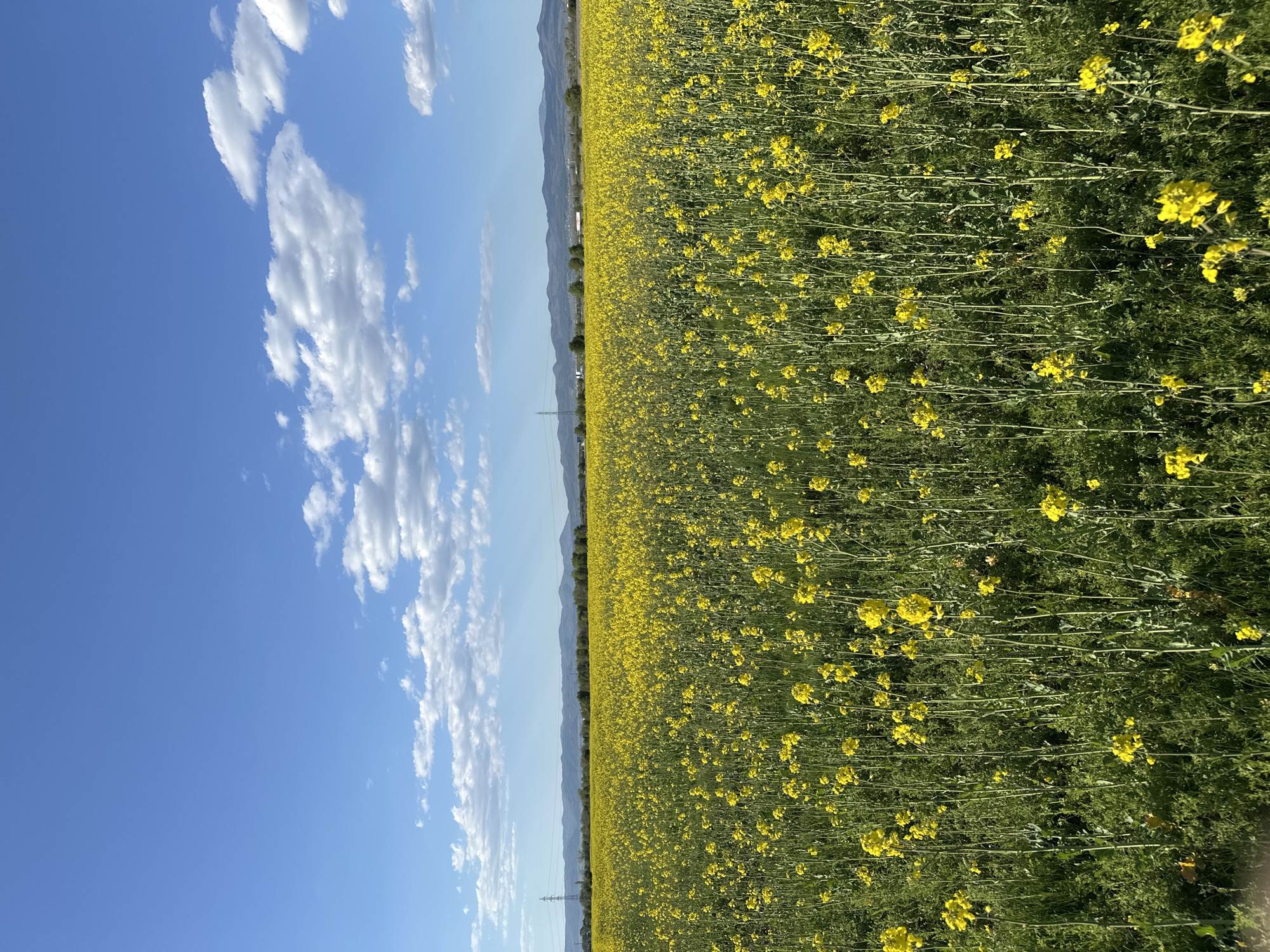 The image shows a field of yellow rapeseed flowers under a blue sky with cumulus clouds. A line of trees and distant hills are visible between the field and the sky. There are electrical pylons in the background.
The provided information states the location is in the city of Sofia, Bulgaria, but no further evidence in the image confirms this.