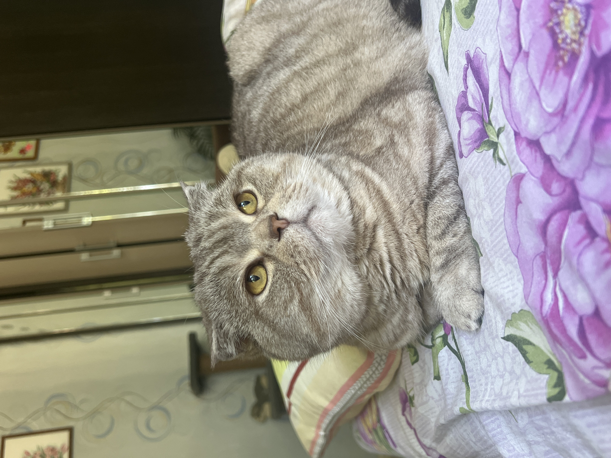 A grey tabby Scottish Fold cat is lying on a bed with floral print sheets. The cat has amber eyes and its ears are folded forward. The bed is covered with a white sheet featuring purple and pink floral patterns. In the background, a closet with mirrored doors reflects a wall with a floral wallpaper pattern. A framed picture with a floral motif is visible on the wall. The scene appears to be an indoor setting, likely a bedroom. The location is not specified in the image but is assumed to be in Chaikovsky, Russia.