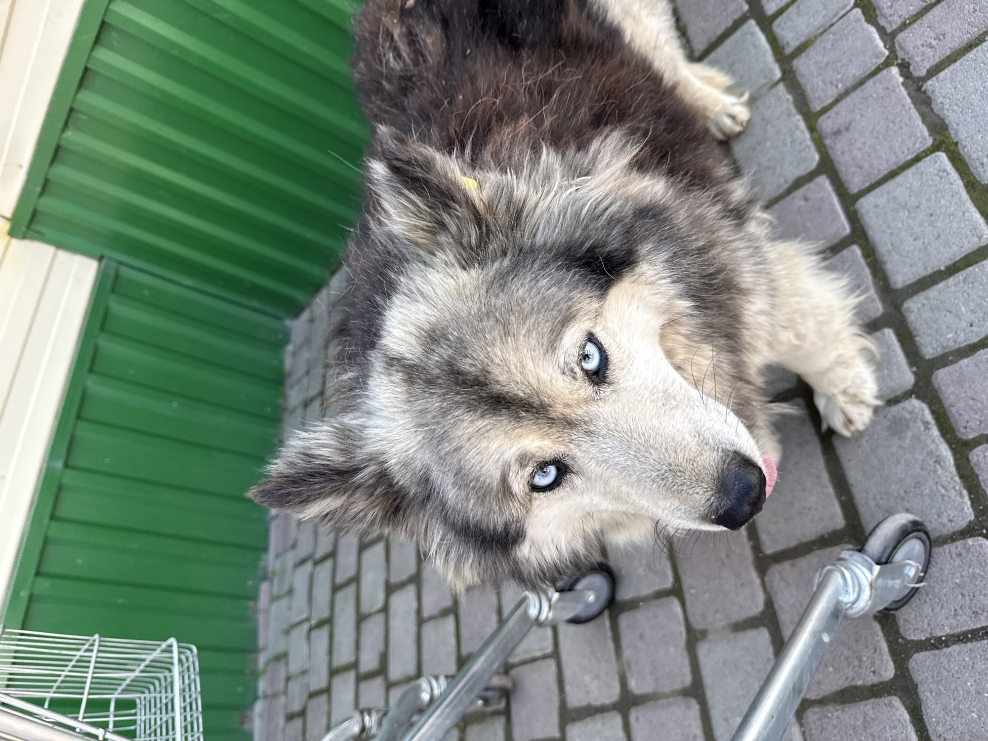 An outdoor, high-angle, medium shot captures a close-up of a dog with striking blue eyes. The dog, a mix of grey, black, and white fur, is positioned on a grey brick-paved walkway. Its fur appears somewhat disheveled. The dog's tongue is slightly visible, pink and extended. To the left of the dog, the silver metal frame and basket of a shopping cart are visible, with one of its wheels resting on the bricks. In the background, a bright green corrugated metal wall with white trim forms the backdrop. The scene appears to be in an urban or semi-urban setting, possibly in the city of Onguday, Russia, given the context.