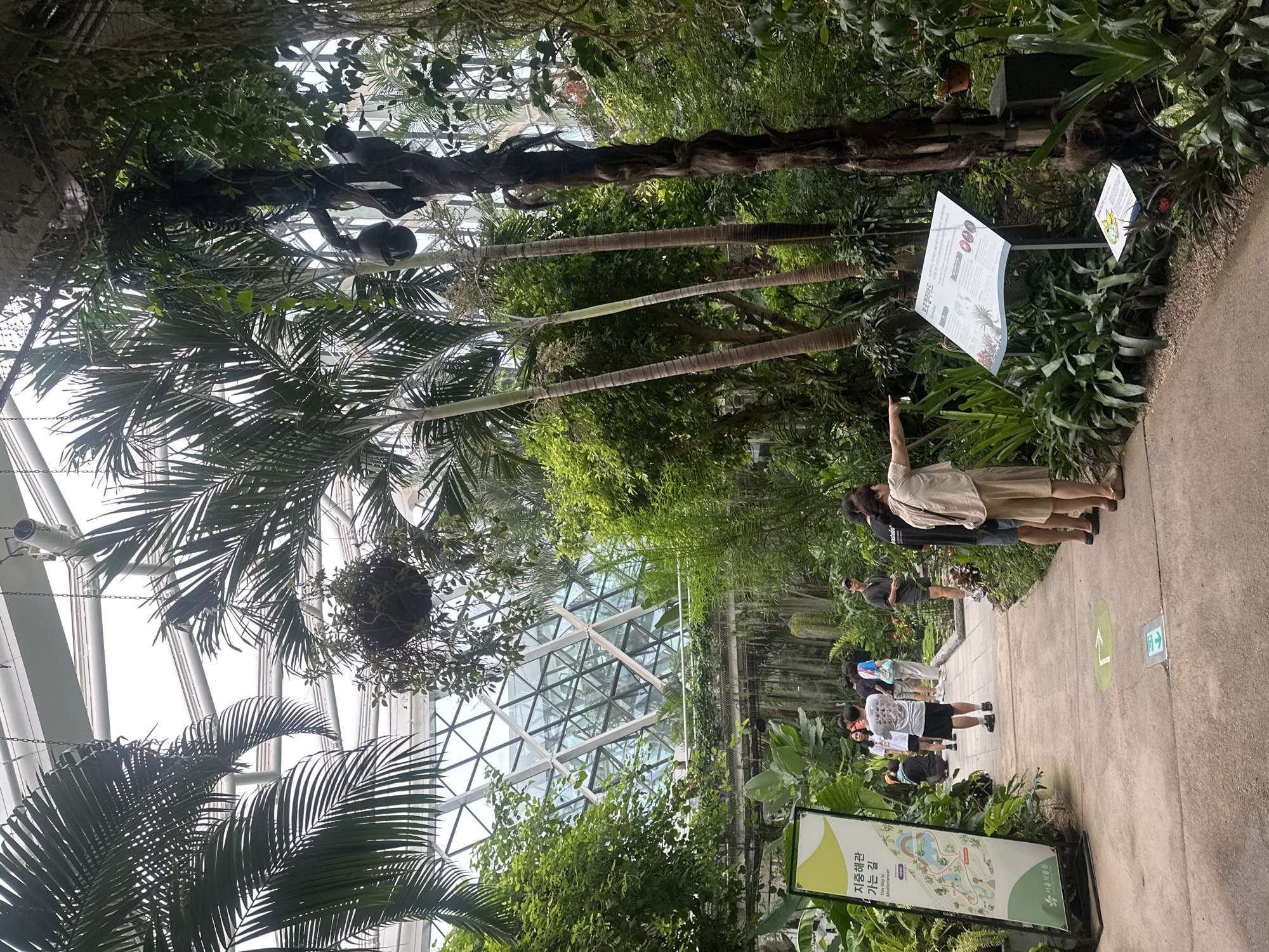 The image depicts the interior of a large, geodesic dome greenhouse, likely a botanical garden, located in Seoul, South Korea. The structure features a distinctive diamond-shaped glass roof, allowing natural light to illuminate the lush vegetation within.
In the foreground, a paved pathway winds through dense greenery, with various tropical plants, including tall palm trees and hanging vines, dominating the scene. Several people are visible walking along the path, appearing to be tourists or visitors. One woman, wearing a light-colored top and shorts, points towards a sign, possibly giving directions or explaining something to her companions. Another sign, in Korean with an English translation, stands to the left, displaying a map of the garden and indicating "The way to Mediterranean." Further along the path, a cluster of people are gathered, observing exhibits or plants.
To the right, more signs are present, one in Korean and possibly English, displaying information about the flora. The environment is humid and verdant, characteristic of a tropical greenhouse. The overall impression is one of a well-maintained botanical exhibit within a modern architectural structure.