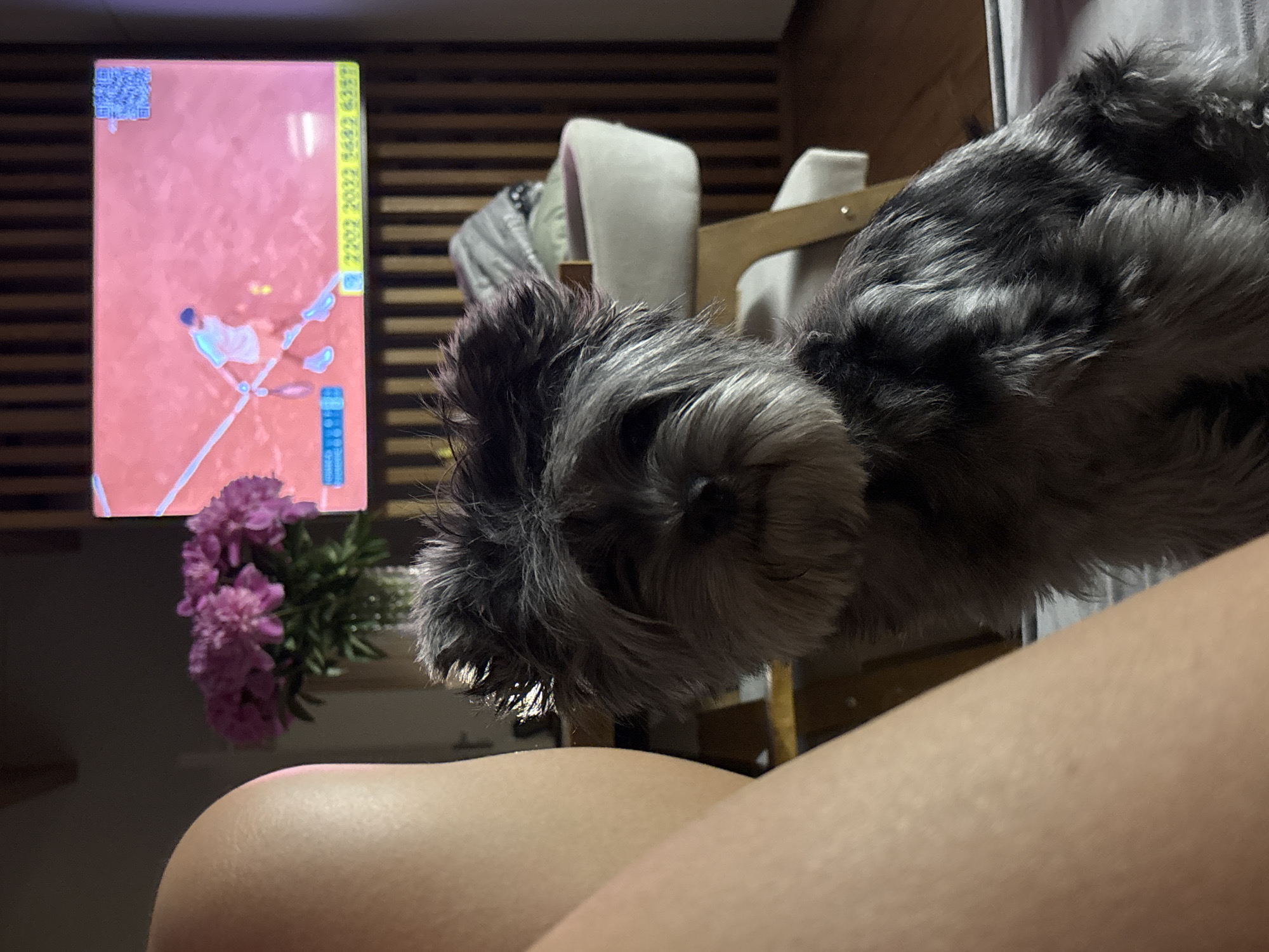 A close-up, indoor shot features a gray and black Shih Tzu dog perched on a person's lap. The dog's head is in focus, with the person's leg taking up a significant portion of the foreground. In the background, a TV screen displays an abstract image with pink, white, and blue colors, and some text in yellow. A small bouquet of purple flowers sits near the TV. A chair is visible behind the dog. Based on the available information, it is not possible to confirm the location in the city of Chaikovsky, Russia.