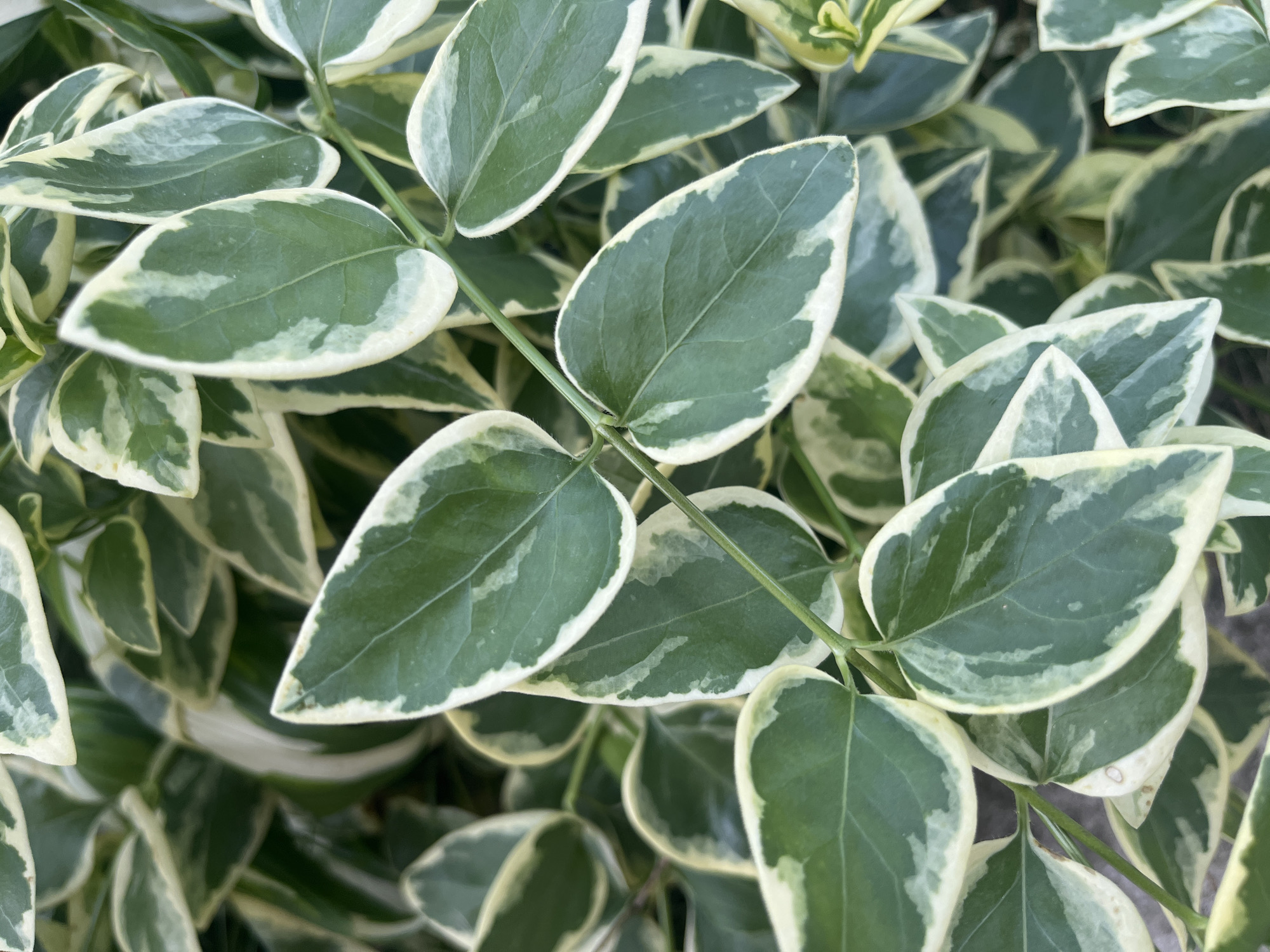 The image shows a close-up of a plant with green and white variegated leaves. The leaves are ovate and arranged densely on a stem. The background is out of focus, but it appears to be more of the same plant. The plant species is likely Euonymus fortunei 'Emerald Gaiety', also known as wintercreeper. It is not possible to ascertain if the plant is located in the city of Onokivtsi, Ukraine or infer the presence of any people, subjects, objects, actions, or interactions in the surrounding area from the information available in the image.