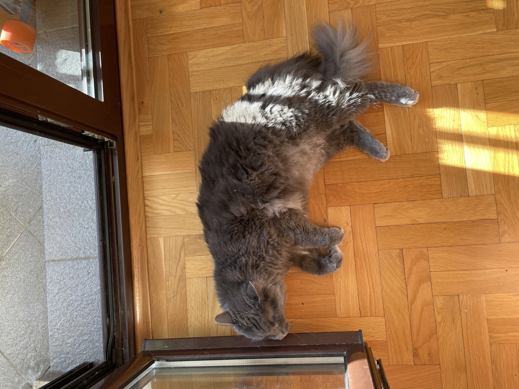 A fluffy, long-haired grey cat is captured relaxing on a sun-drenched wooden parquet floor in an indoor setting in Boreti, Montenegro. The cat lies on its side, stretched out across the light brown floor, which is laid in a herringbone pattern. Bright patches of sunlight fall across the cat's back and hindquarters, highlighting its soft fur and indicating a sunny day. The cat appears to be enjoying the warmth and is in a relaxed posture, with its head facing towards a dark brown door or large window frame at the bottom of the image.
This door/window provides a view to the outside, revealing a grey, textured tiled surface on the exterior ground. A small, partially obscured orange object, possibly a roller or wheel, is visible on the outdoor ground and reflected in the window in the upper left corner. The scene conveys a peaceful atmosphere, with the cat comfortably basking in the sunlight. There is no visible text in the image.