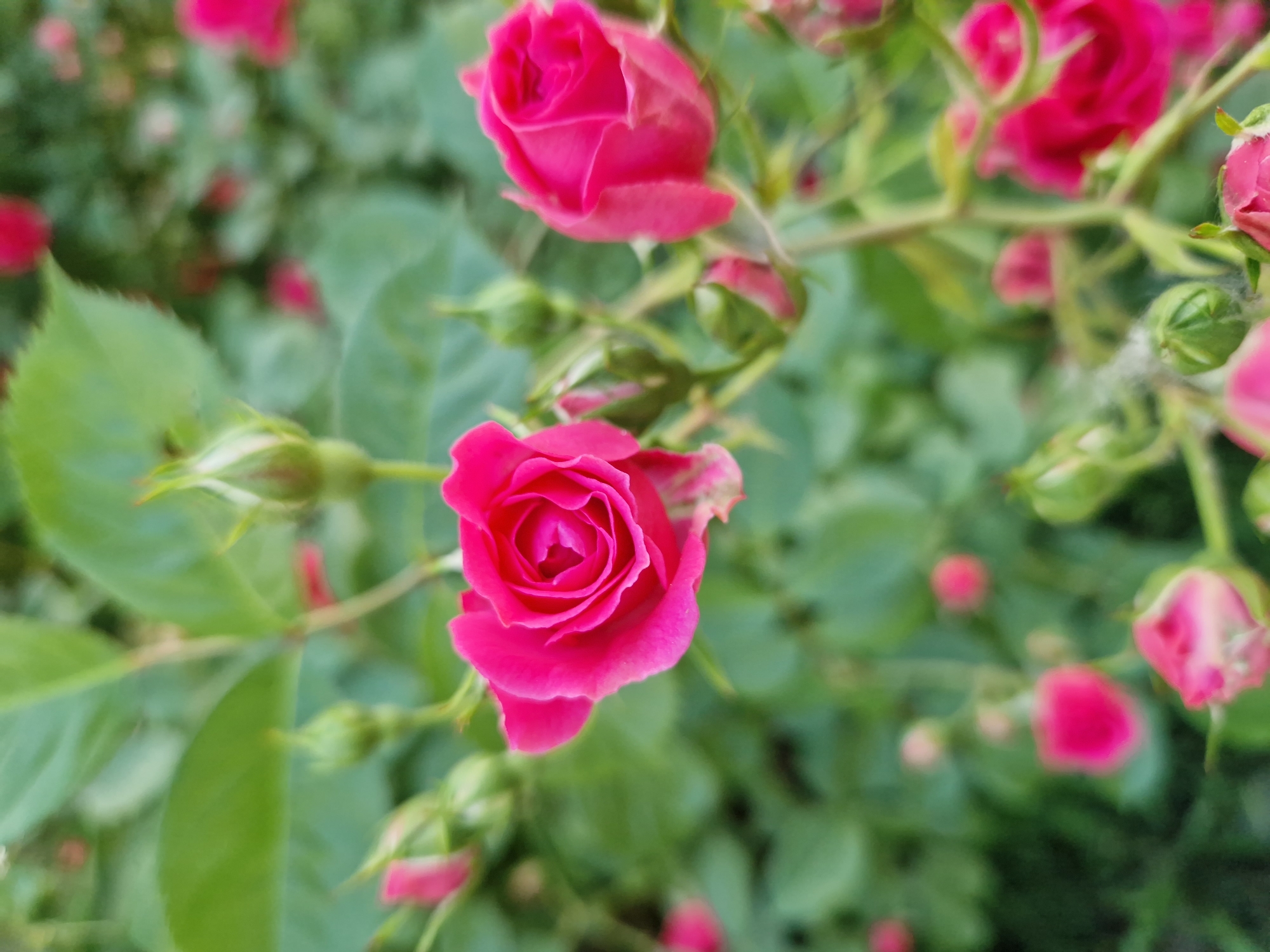 The image features a close-up of several vibrant pink roses in various stages of bloom, interspersed with green leaves and buds. The focus is sharpest on the central rose, while the surrounding foliage and flowers appear slightly blurred, suggesting a shallow depth of field. The location is implied to be Sofia, Bulgaria.