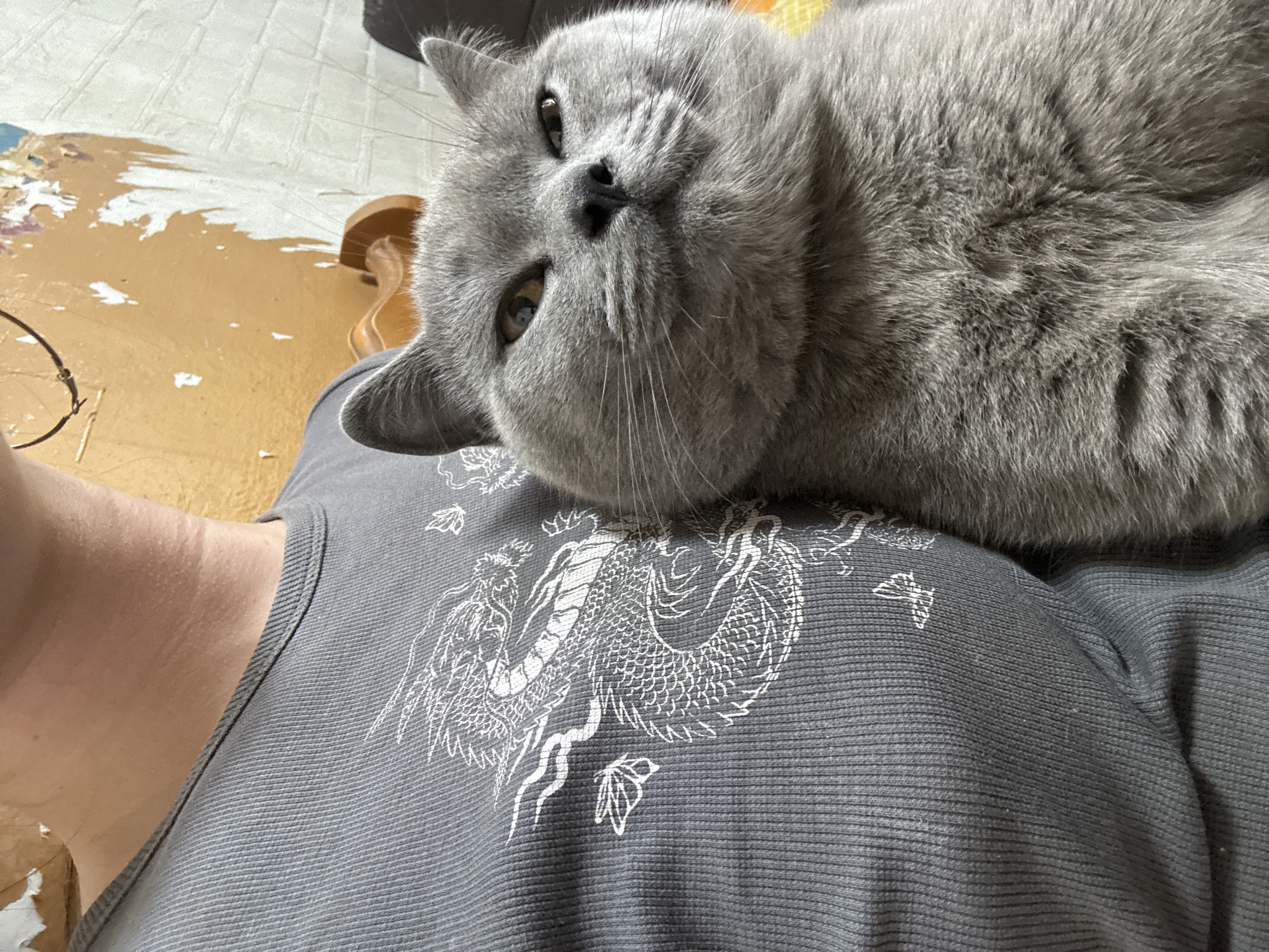 A gray cat is lying on a person's chest. The person is wearing a gray shirt with a white dragon design. The background is blurry but appears to be a room with a floor that is partially painted or stained in orange.