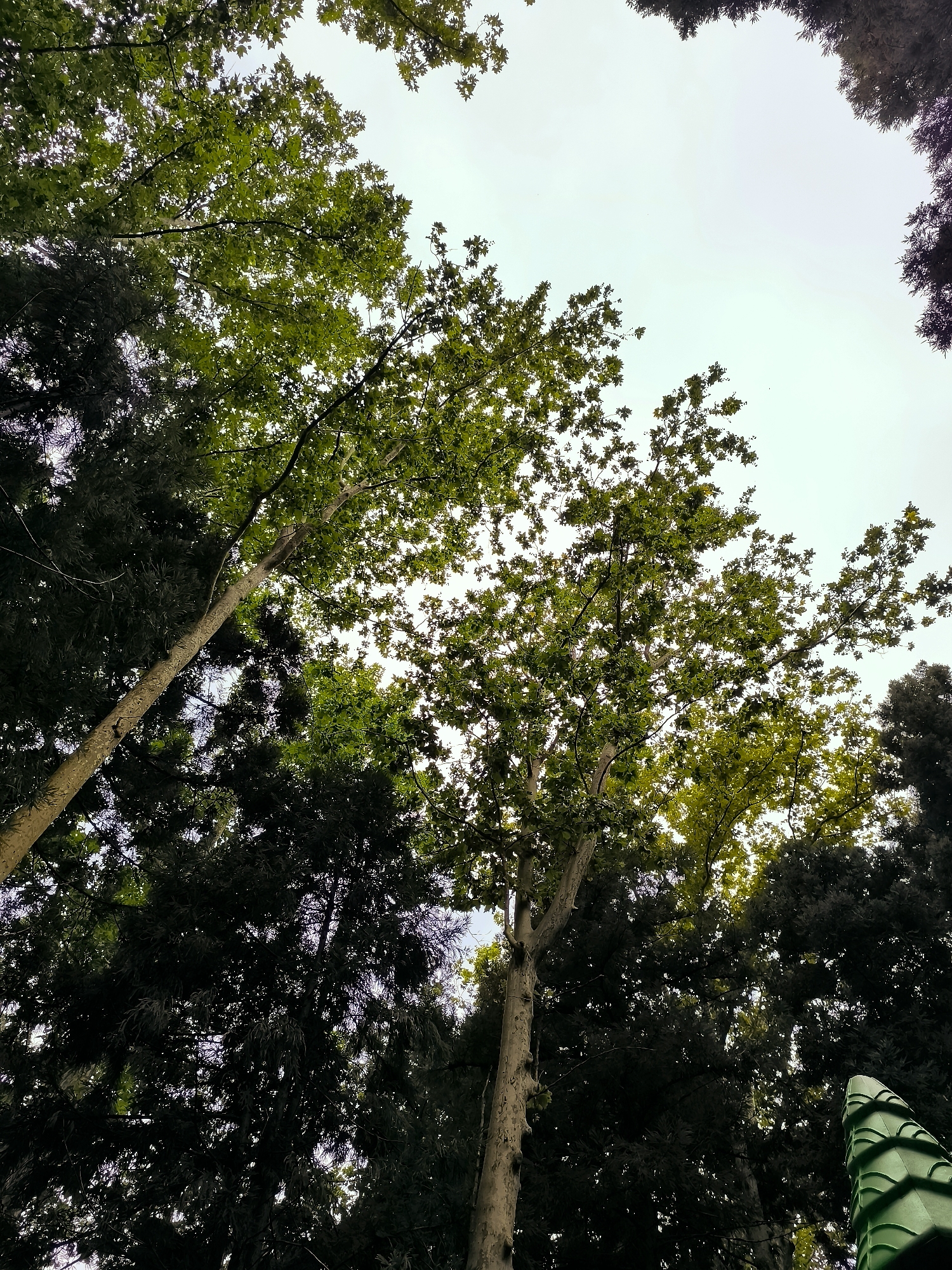 This is a low-angle, full-shot photograph looking up through the canopy of trees towards a bright, overcast sky. The trees are a mix of deciduous and coniferous species. In the foreground, a large deciduous tree with a pale, textured trunk and bright green leaves dominates the left side of the frame, its branches reaching upwards and fanning out. To the right and behind this tree are darker, dense coniferous trees, their needles creating a deep green shadow. The sky is a pale, washed-out blue, with some very faint birds visible as small specks. In the bottom right corner, a portion of a green, decorative object, possibly part of a fence or a structure, with a scale-like pattern, is visible. The overall impression is one of a lush, natural setting within a city, likely Batumi, Georgia, known for its abundant greenery and proximity to botanical gardens and parks.