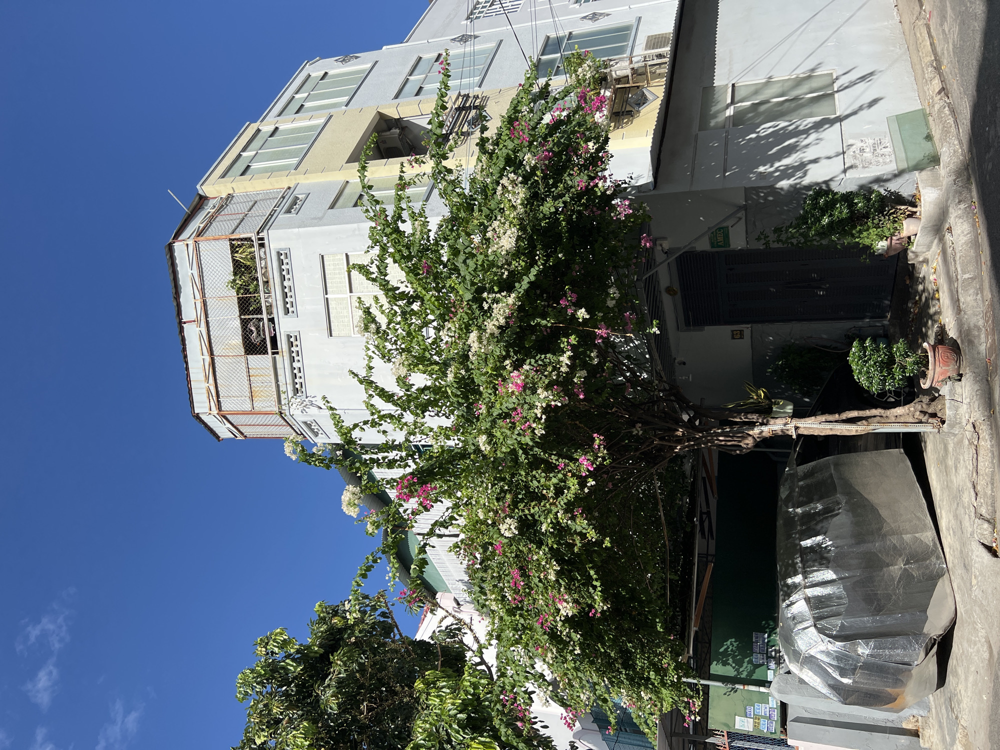 The image depicts a residential building in Nha Trang, Vietnam, under a clear blue sky. A large tree with white and pink bougainvillea flowers is prominently featured in the foreground, partially obscuring the facade of the building. The building itself is multi-story with a light gray and yellow color scheme. A metal structure with a mesh covering is visible on the upper floors, possibly a balcony or an extended roof. On the ground level, a large, irregularly shaped object covered in silver reflective material is parked near the entrance of the building. Several potted plants are placed near the entrance and along the walkway. The scene appears to be a quiet street, bathed in sunlight, with shadows cast by the tree and building. The image captures a slice of urban life in a tropical climate, highlighting the integration of lush vegetation with residential architecture.
