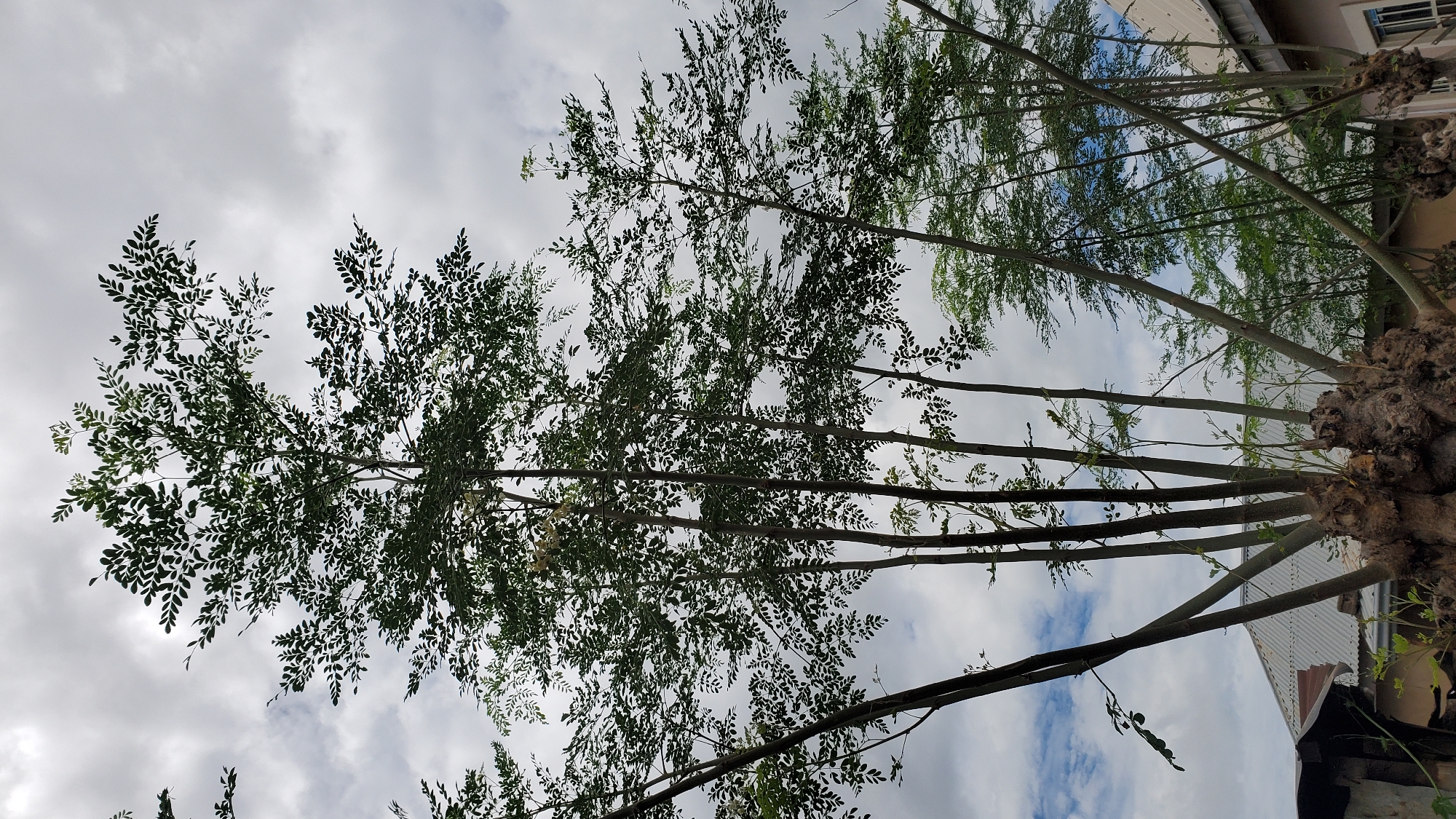This image depicts a multi-trunked tree, likely a Moringa oleifera due to its characteristic pinnately compound leaves and slender branches, situated in an urban or semi-urban environment in Jalingo, Nigeria. The tree has a thick, gnarled trunk base from which numerous upright branches emerge, reaching towards a cloudy sky. The foliage is dense and green, with individual leaves clearly visible. In the background, parts of residential buildings with corrugated metal roofs are discernible, suggesting a domestic or community setting. The overall atmosphere is overcast, with the sky filled with gray clouds interspersed with patches of blue. The image is taken from a low angle, emphasizing the height and spread of the tree.