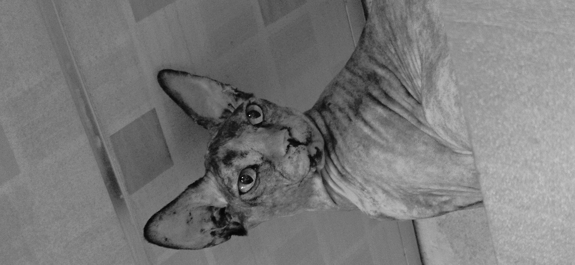 A black and white, low-angle medium shot shows a Sphynx cat from the chest up, looking directly at the camera. The cat has prominent ears and a wrinkled body. The background appears to be a ceiling with a tiled pattern, possibly a suspended ceiling, and appears to be indoors. There are no clear indications of the location being in Baku, Azerbaijan, or any specific city. The lighting is dim, creating shadows and highlighting the texture of the cat's skin. The image is grainy.