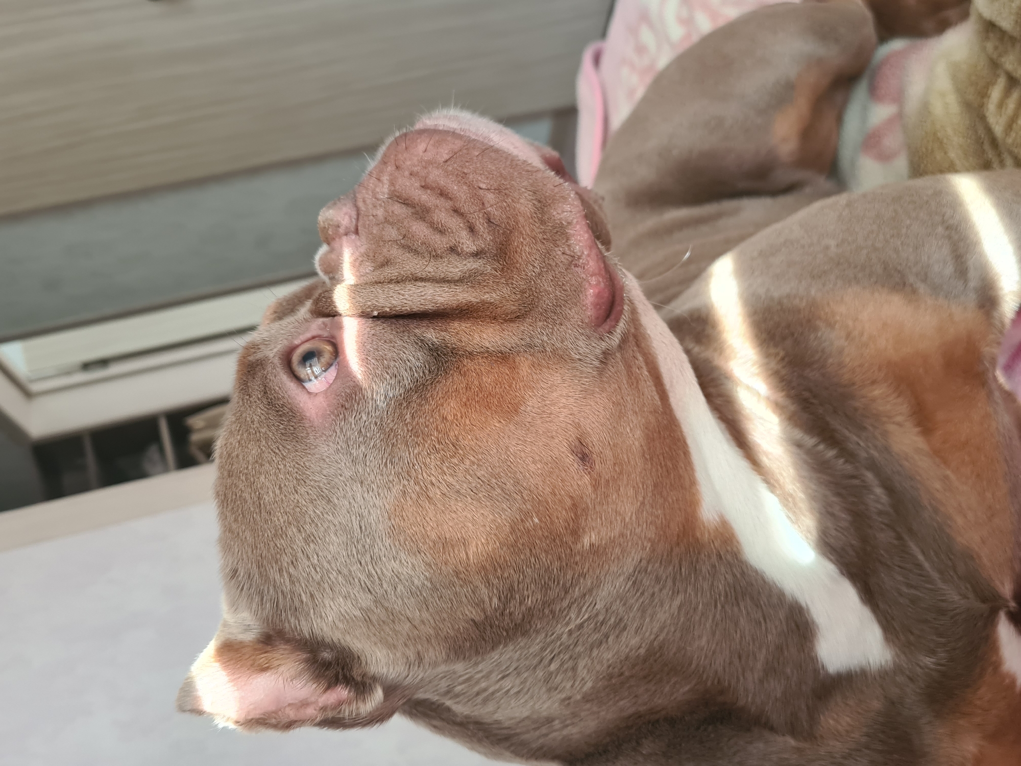 A close-up, profile view captures a tan and white pit bull dog lying down. The dog's head is angled to the right, with its eyes looking upward and to the right. Sunlight highlights the dog's fur and wrinkles. The background consists of a lightly colored wall and a closet door. The dog appears to be indoors, possibly in a bedroom, on a bed covered with blankets.