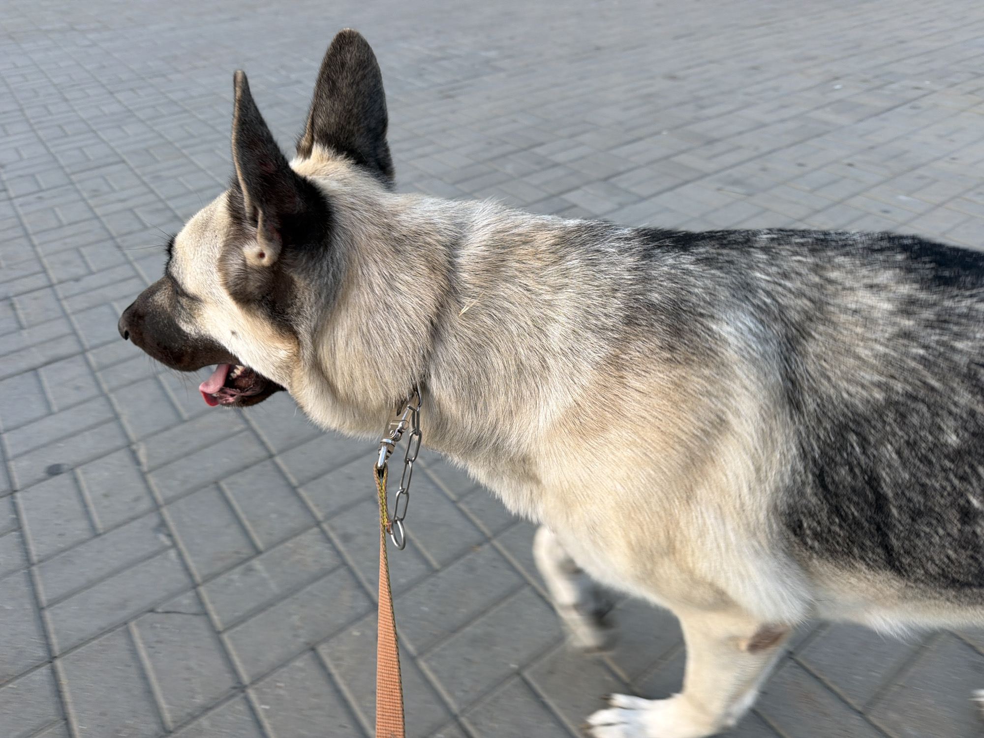 A medium shot captured from the side shows a German Shepherd dog walking on a paved walkway. The dog, with its mouth open and tongue visible, appears to be panting. It is wearing a collar with a leash attached. The dog's fur exhibits a mix of light tan and dark grey, with some black markings around its ears and back. The walkway is made of light grey rectangular pavers laid in a diagonal pattern. The background consists of a blurred expanse of the same paving stones, suggesting an outdoor urban environment. The lighting indicates it is daytime.