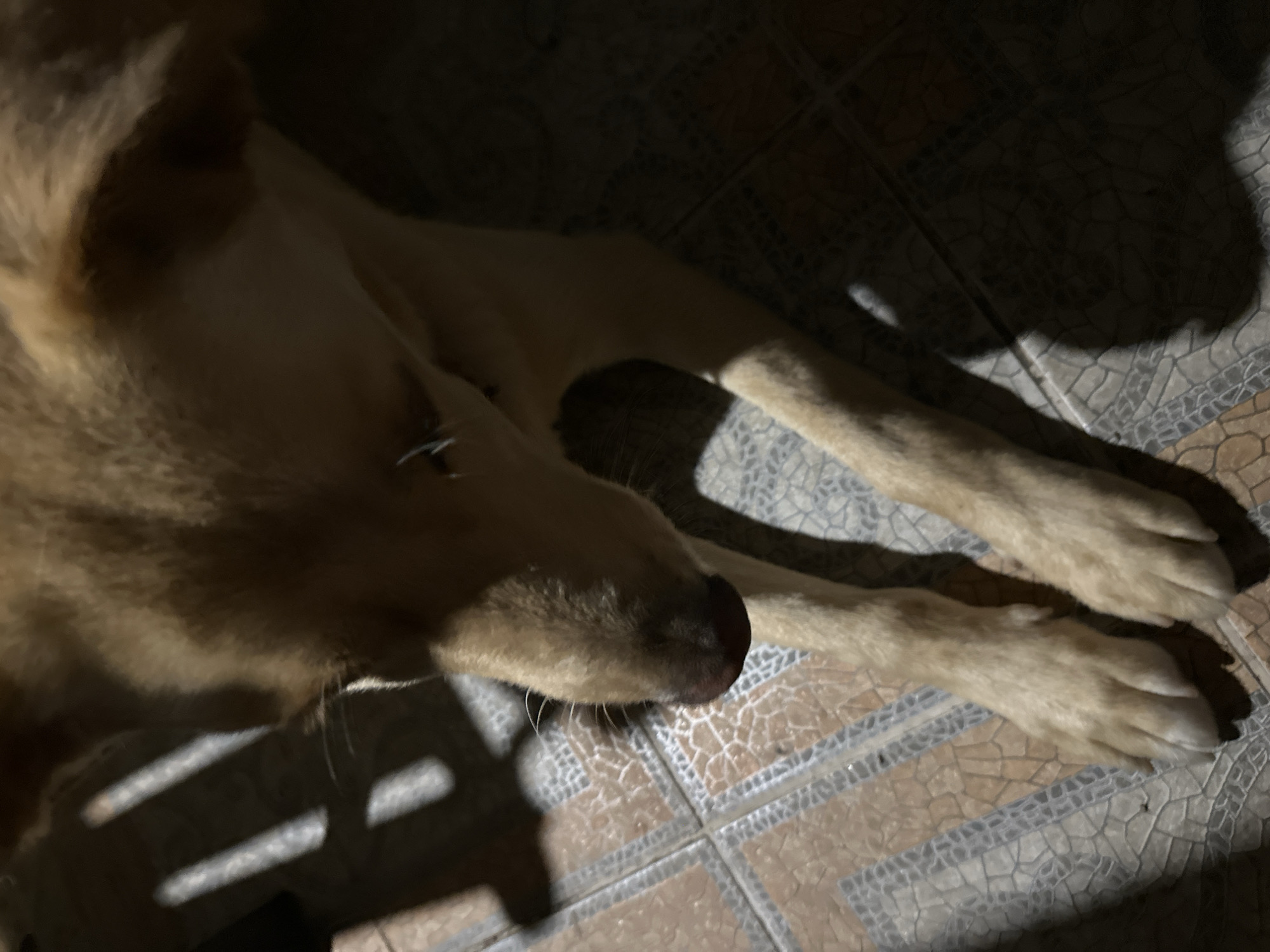A medium shot shows a light brown dog with its head down, looking towards the floor. The dog is lying on a tiled floor with a patterned design of oranges, browns, and grays. Sunlight streams in from the left, casting diagonal shadows across the dog's face and body, and onto the floor. The dog's fur is short and appears somewhat ruffled. Its paws are visible in the foreground, resting on the tiles. The background is dark and out of focus, with some shadowy shapes suggesting an indoor environment. The image is undated and the location is not specified in the image itself.