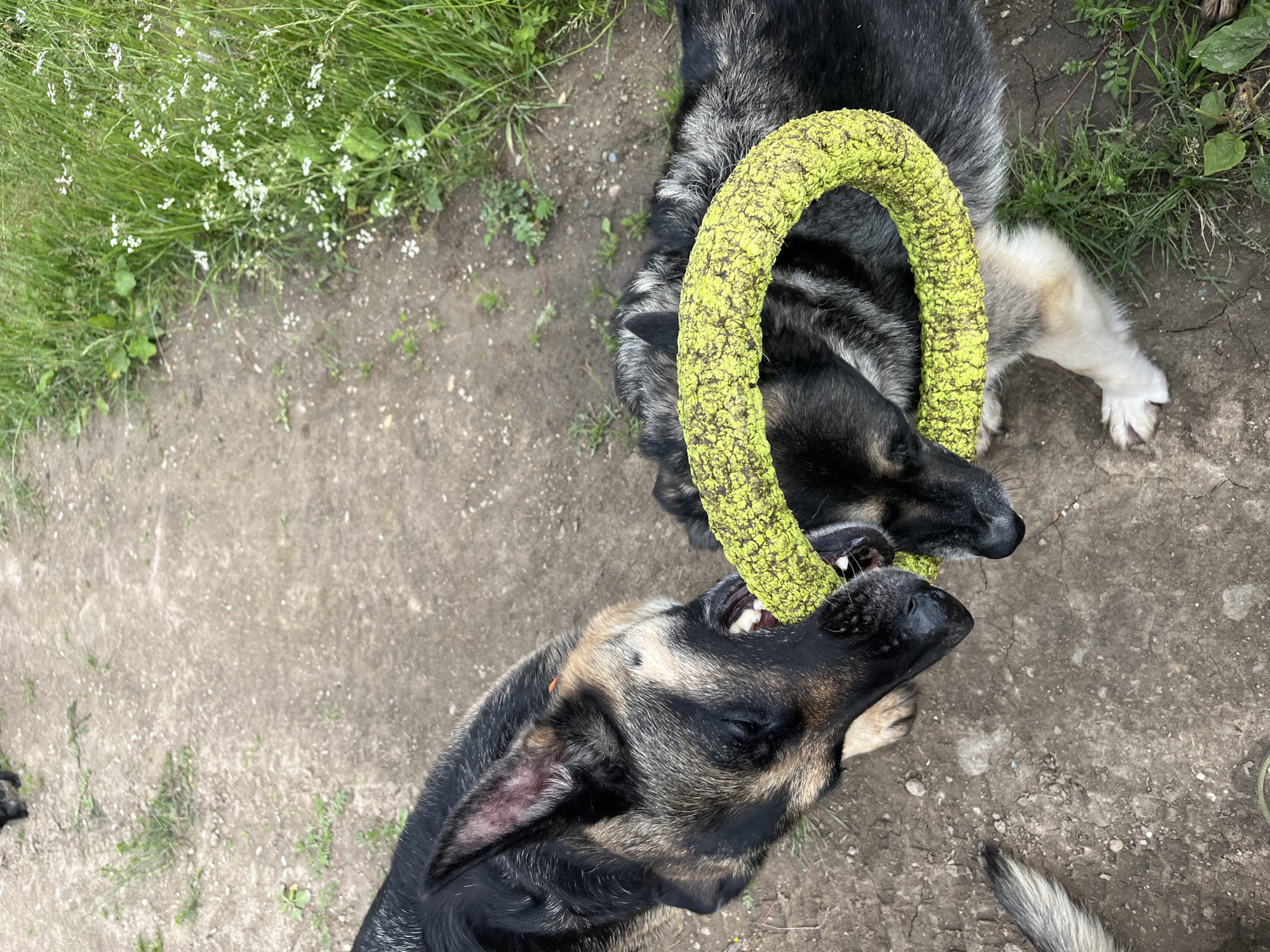 In this overhead shot, two German Shepherd dogs are engaged in a tug-of-war with a bright yellow rope toy. The dogs are on a dirt patch with sparse green grass and small white wildflowers, suggesting an outdoor, possibly rural or park-like setting. One dog, in the foreground, has its mouth clamped around the toy, its eyes closed as it pulls with apparent effort. Its fur is a mix of black, tan, and gray. The second dog, in the background, is also gripping the toy, with its head partially obscured by the rope. A white paw and part of its leg are visible, also showing its black, tan, and gray coat. The ground appears dry and cracked in places. The lighting suggests it is daytime. The overall mood is playful and energetic, typical of dogs interacting with a favorite toy. No visible text is present in the image. The location context provided is Nizhny Tagil, Russia.