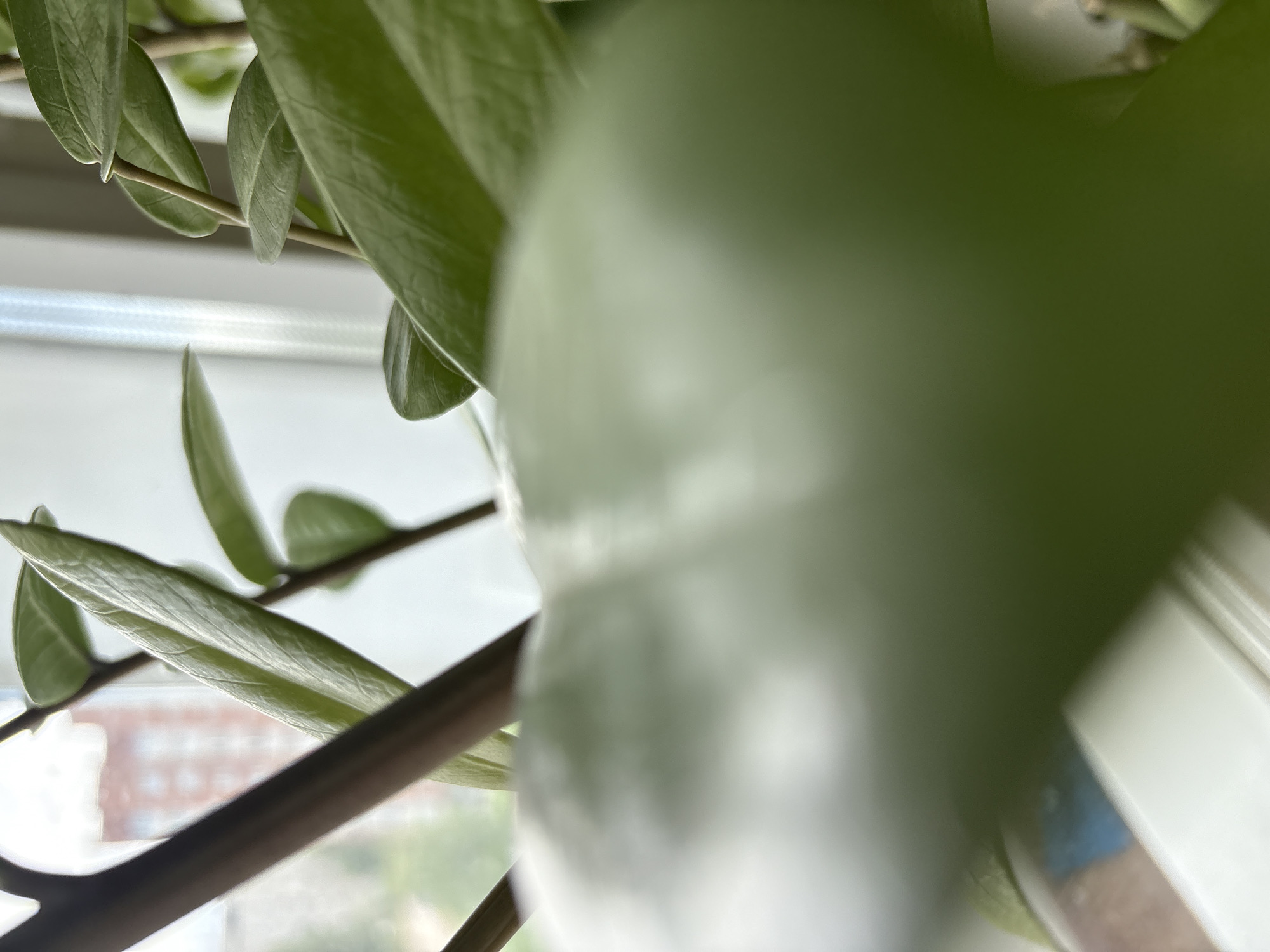 The image shows a close-up of a ZZ plant (Zamioculcas zamiifolia) positioned indoors, likely near a window. The plant's green leaves are visible, with some in focus and others blurred due to the depth of field. A window frame and a glimpse of a building across the street can be seen through the leaves. The location is Chaikovsky, Russia.