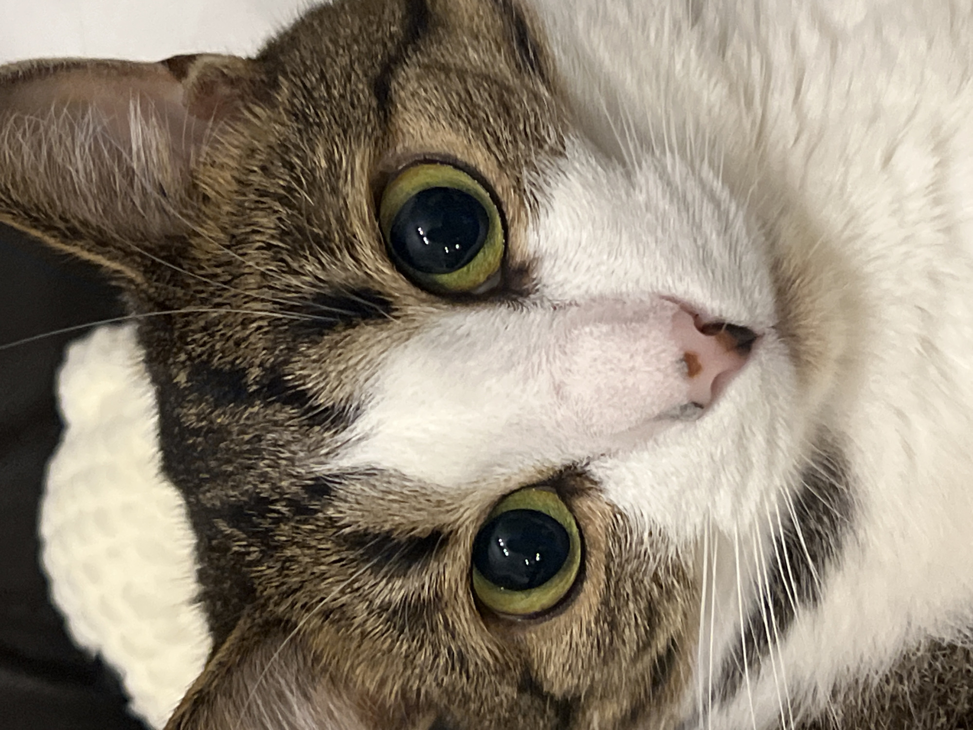 A close-up, head-on shot shows a tabby and white cat with striking green eyes. The cat's fur is a mix of brown, black, and white tabby markings on its head, with a white patch on its face. The background is blurred and appears to be a dark, soft surface, possibly a blanket. The image is tightly cropped, focusing on the cat's face and upper body. No specific location in Moscow, Russia, can be determined from this image.