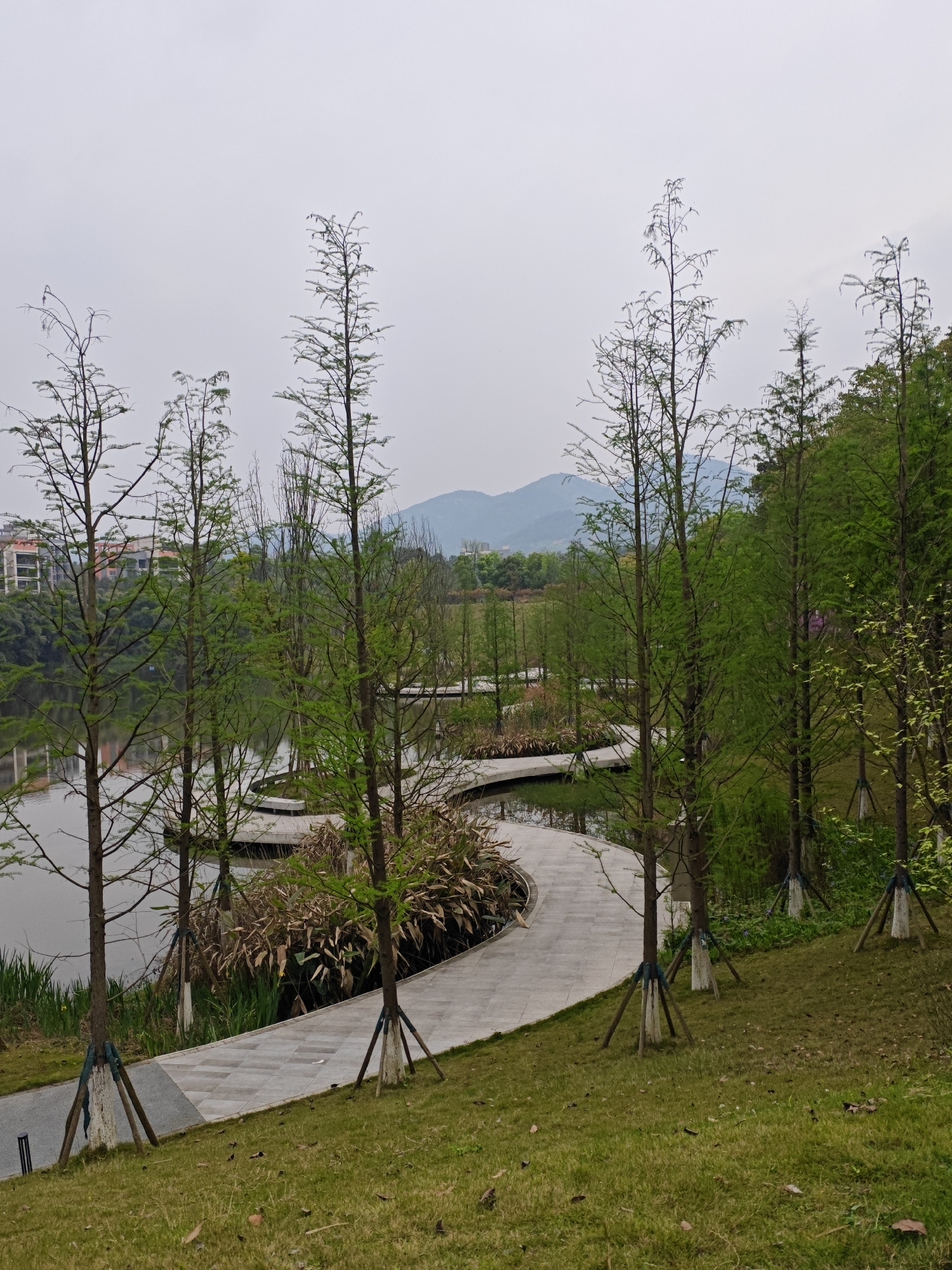 The image depicts a park landscape in Chongqing High-tech Zone, China. A winding, gray-tiled walkway extends through the scene, flanked by water on one side and grassy terrain interspersed with trees on the other. The trees are slender and appear to be young, with supports around their bases. In the background, buildings are visible, and a distant mountain range fades into an overcast sky. The grass is green, indicating a managed landscape. The overall atmosphere is serene and naturalistic within an urban context.