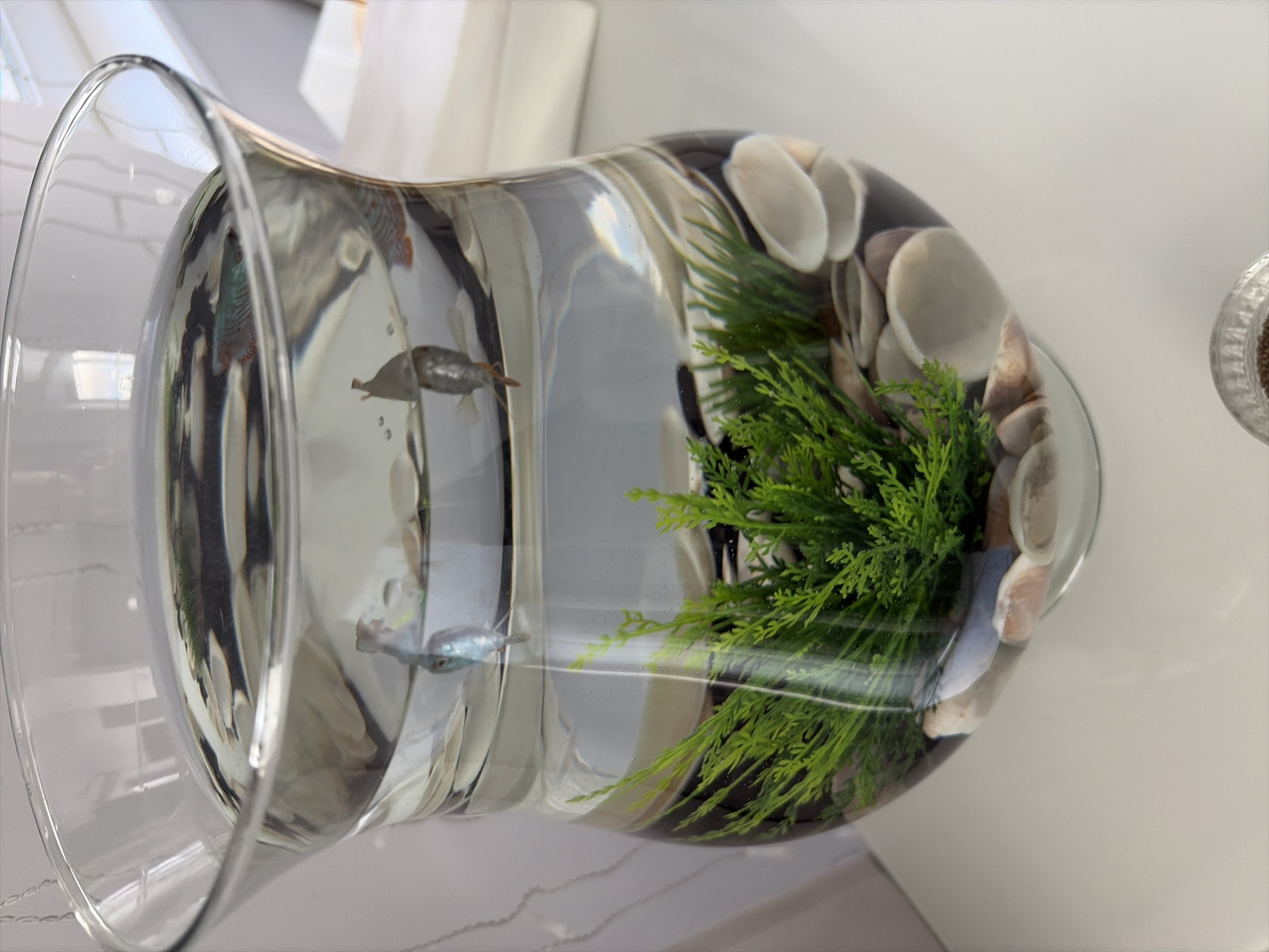 The image shows a clear glass fishbowl with water, green artificial plants, and decorative shells and pebbles at the bottom. Two small fish are visible swimming in the water. The fishbowl is placed on a white surface, which appears to be a table or desk. The background is out of focus but suggests an indoor setting with white walls and some light coming from the right. There is no information to suggest this scene is located in Moscow, Russia.