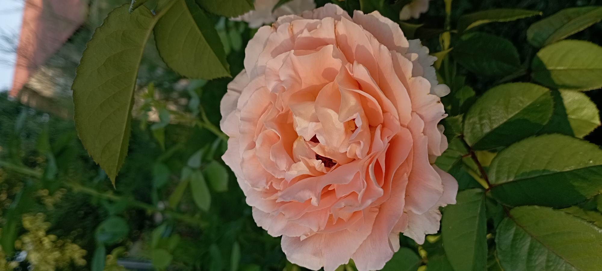 This is a close-up, eye-level, vertical, outdoor shot of a fully bloomed light pink rose in the city of Radisne, Ukraine. The rose is the central subject, with its many delicate petals unfurling and layered. The lighting suggests it is late afternoon or early evening, casting soft shadows and highlighting the textures of the petals. The background consists of lush green foliage, some of which is out of focus, creating a bokeh effect. A blurred hint of a building with a terracotta roof can be seen in the upper right corner, suggesting a residential area. The image appears to be taken in a garden or park. No people are visible in the frame.