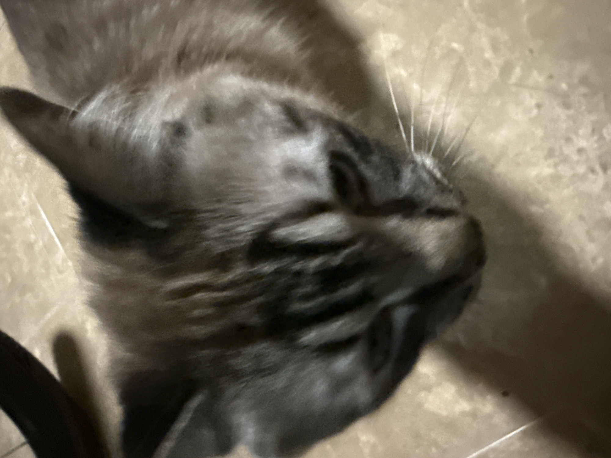A close-up, slightly angled shot depicts a sleeping cat on what appears to be a tiled floor. The cat is primarily gray with dark brown markings. Its head occupies most of the frame, with its eyes closed and whiskers visible. The floor is light-colored with a subtle pattern. A portion of what appears to be a black object is visible in the lower left corner of the image. There is no information in the image to indicate its location in the city of Puebla, Mexico.