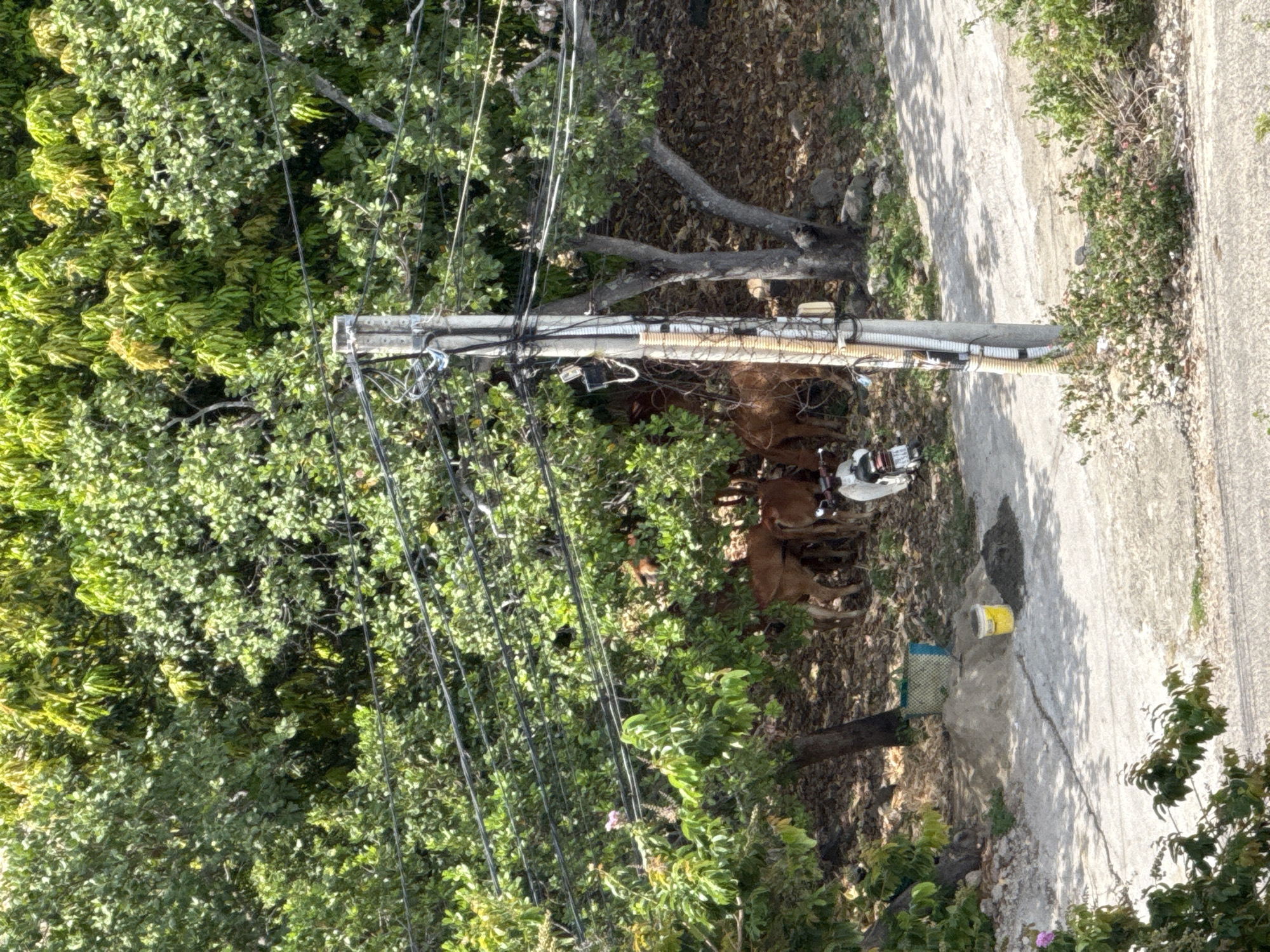 A herd of cattle is sheltering under the dense foliage of trees adjacent to a paved road. A single white motorcycle is parked among the cattle. A concrete utility pole with numerous wires runs vertically along the right side of the image, near the road. The ground beneath the trees is covered with fallen leaves, and a pile of sand and a yellow bucket are situated by the side of the road. In the background, the landscape is dominated by trees with lush green leaves. The scene appears to be in a semi-rural or suburban area.