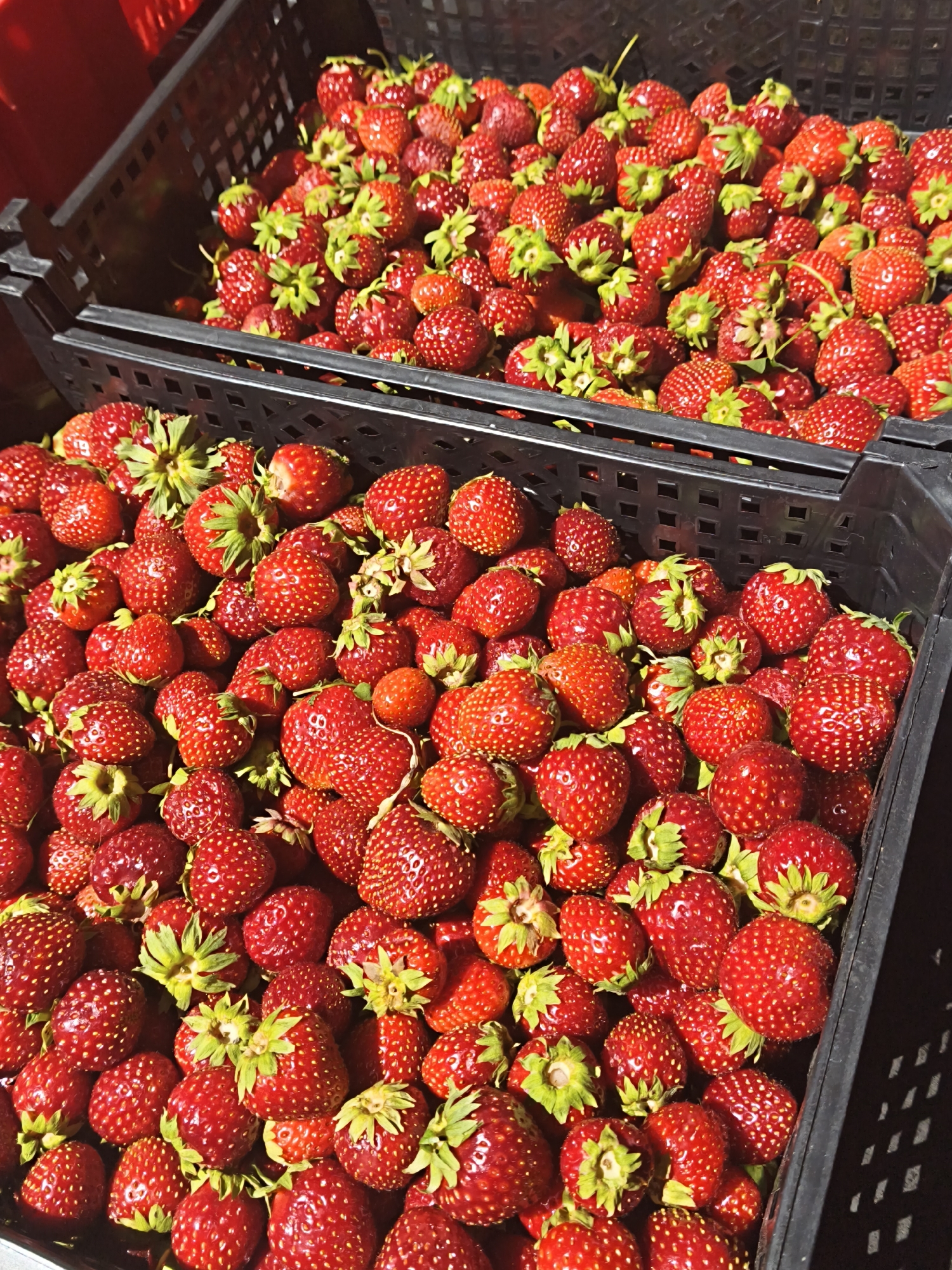 The image shows a close-up, high-angle view of two black plastic crates filled to the brim with fresh, ripe strawberries. The strawberries are predominantly red, with some exhibiting lighter shades and visible seeds. Green leafy tops are attached to most of the fruit. The crates appear to be stacked or positioned next to each other, suggesting a market or storage setting. The lighting creates distinct shadows and highlights on the fruit, emphasizing their texture and glossiness. The background is dark and out of focus. There are no people visible in the image, and no discernible city or specific location, including Tallinn, Estonia.