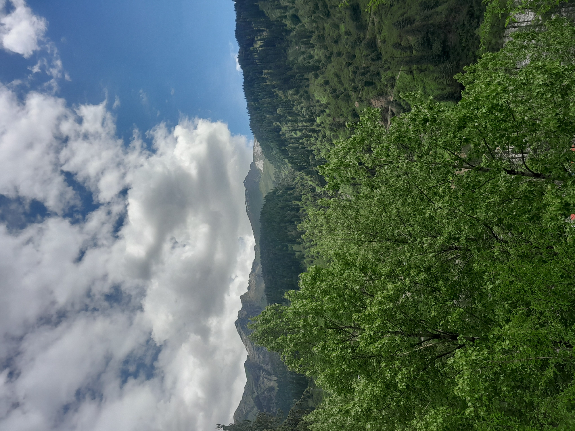 An overhead shot captures a view of a lush, green mountainous landscape under a partly cloudy sky. In the foreground, two large trees with vibrant green leaves dominate the frame, their branches reaching upwards. Behind them, rolling hills covered in dense evergreen forests stretch towards a range of imposing, rocky mountains. The sky above is a mix of bright blue and large, fluffy white clouds, with some areas of grey. The overall impression is one of natural beauty and tranquility.
