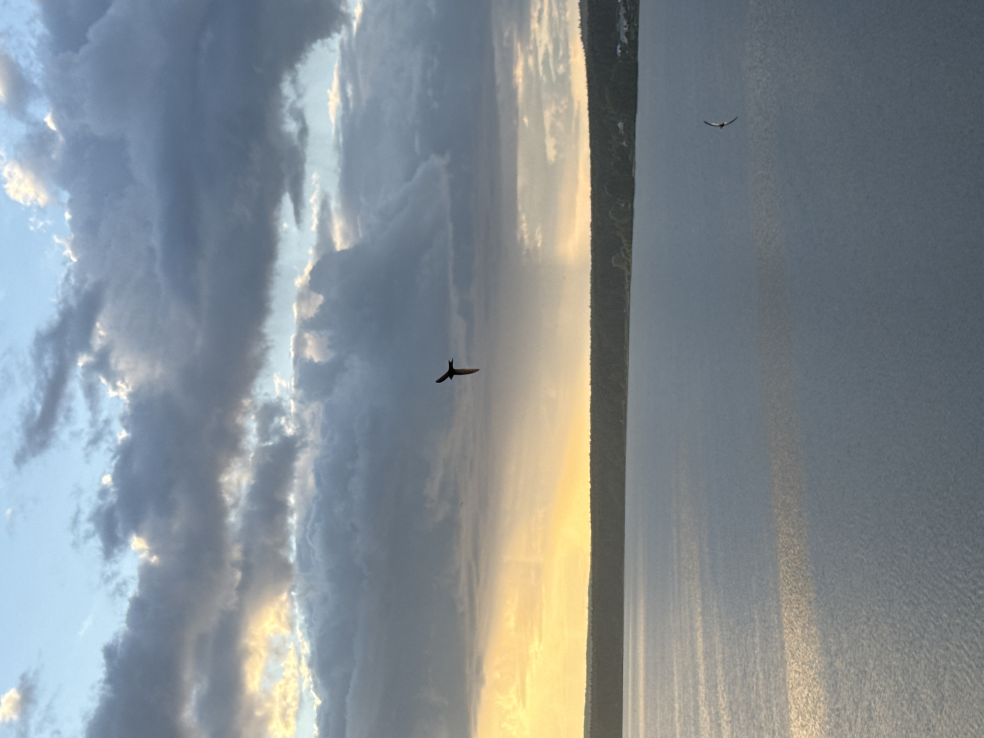 The image depicts a landscape with a body of water on the right, possibly a lake or wide river, with sunlight reflecting off its surface. On the left, there's a dramatic sky with clouds illuminated by the setting sun. A strip of land with trees runs between the water and the sky. Two birds are visible in flight, silhouetted against the sky. The image is rotated 90 degrees clockwise. Without further information, it is not possible to determine if the location is in the city of Votkinsk, Russia.