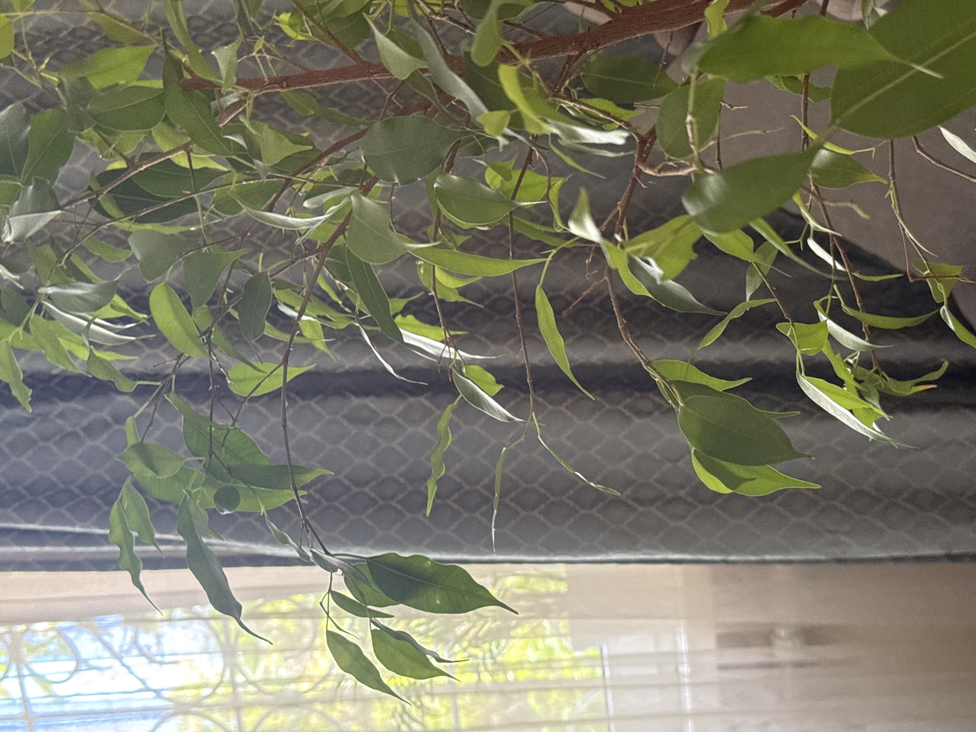 The image shows a close-up view of a plant with green leaves and brown branches. The plant appears to be indoors, with a window and blinds visible in the background. Sunlight streams through the window, illuminating some of the leaves and creating a bright, airy atmosphere. The leaves are varied in shape and size, with some appearing elongated and pointed, while others are more rounded. The branches are thin and delicate, with a few small twigs and buds visible. The overall impression is one of natural beauty and tranquility, with the plant serving as the central focus. The texture of the leaves is smooth and waxy, and they appear to be healthy and vibrant. The lighting in the image suggests that it is daytime, and the bright sunlight indicates clear weather. The setting appears to be a room with a window, possibly a living room or bedroom. There is no visible text in the image.