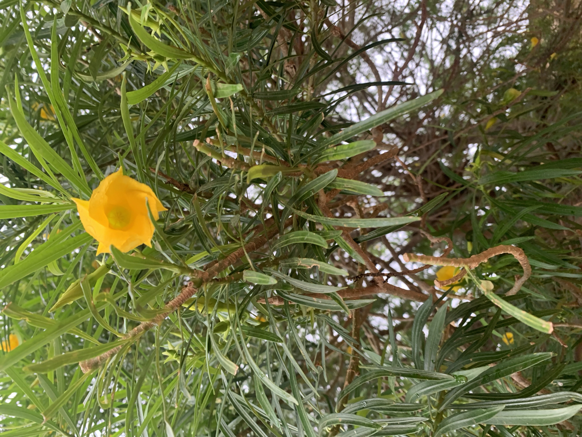 The image shows a yellow flower surrounded by green leaves and branches. The flower is in bloom, with a trumpet-like shape. The leaves are long and narrow. The branches are brown and appear to be from a tree. The background is blurred, but it appears to be a cloudy sky. The location is Rafin Par, Nigeria, but there are no specific elements in the image to confirm or deny the location.