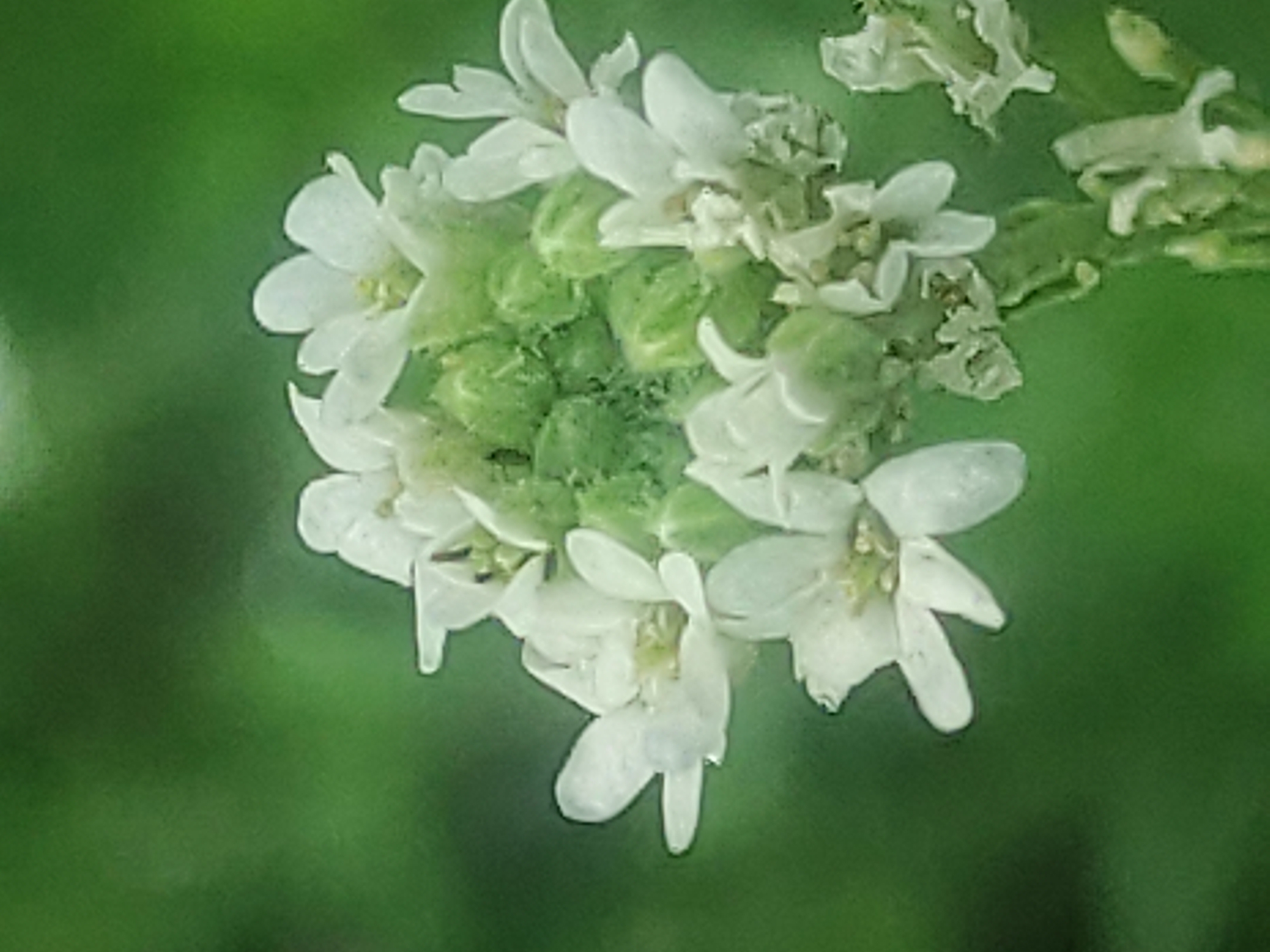 A cluster of small white flowers with green buds is shown against a soft green background. The flowers are delicate and have four petals each. Some of the buds are visible at the base of the cluster, and they appear to be a light green color. The image is a close-up shot, with the flowers taking up most of the frame. The background is out of focus, creating a bokeh effect that highlights the flowers. There are no people or specific locations visible in the image.