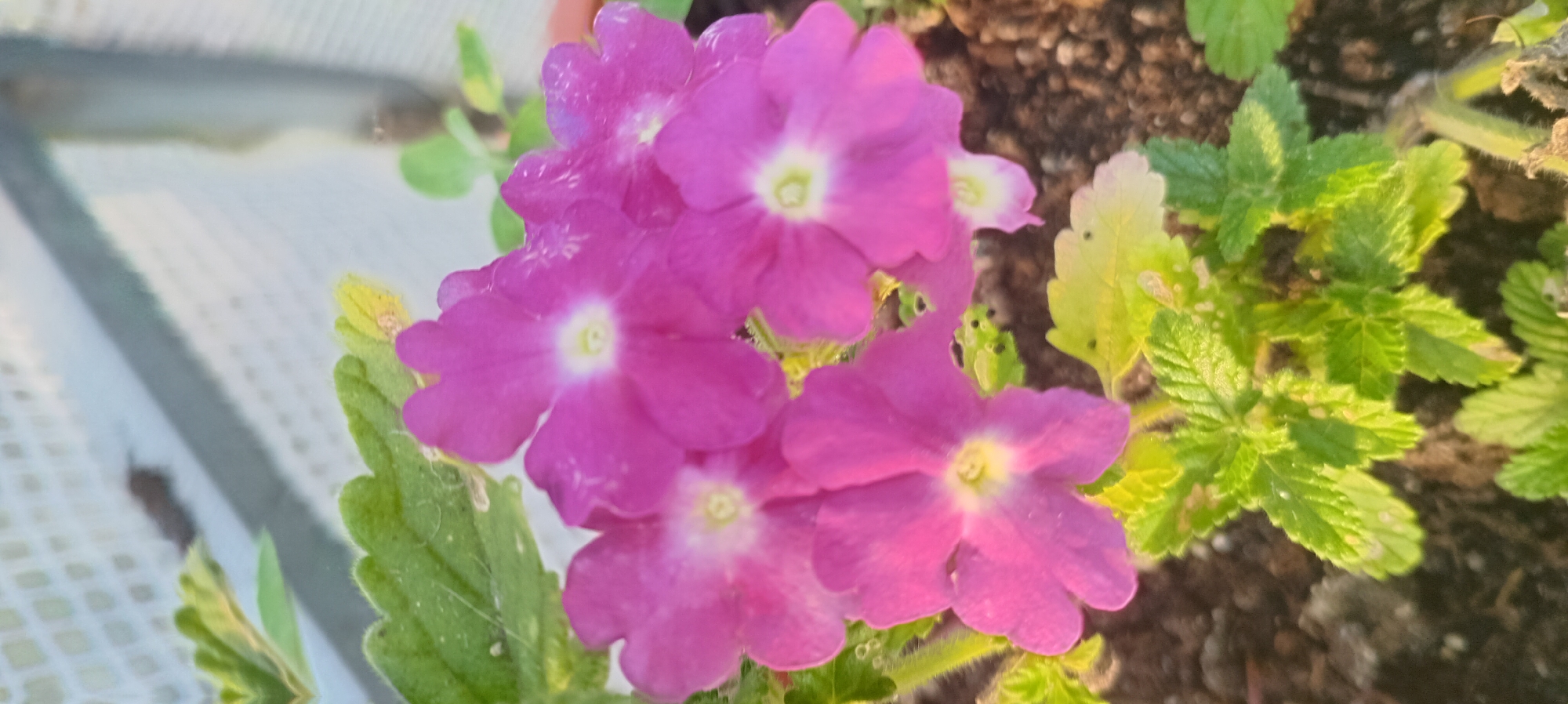A close-up, vertical, eye-level shot focuses on a cluster of vibrant magenta verbena flowers. The flowers, with their five delicate petals and pale yellow centers, are the primary subject, filling most of the frame. Some of the petals appear slightly damp. Green leaves, some tinged with yellow, surround the blooms, their textured surfaces visible. The flowers are planted in dark soil, which is also visible in the foreground. In the background, a blurred, light-colored structure with a grid pattern suggests an outdoor setting, possibly a greenhouse or a fence. A small, dark, blurred object is faintly visible on this background structure. The lighting suggests it is daytime, possibly late afternoon due to the warm tones.