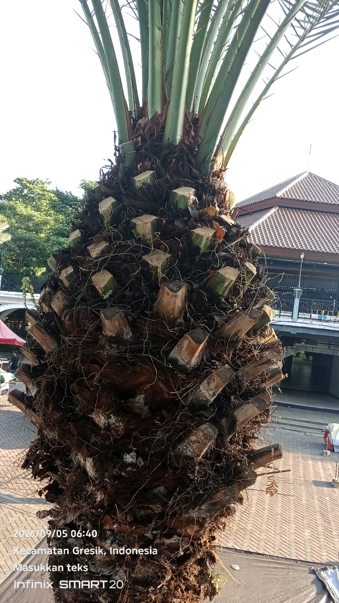 A detailed, close-up shot focuses on the trunk of a palm tree in Gresik, Indonesia. The trunk is characterized by its rough, brown bark and numerous protruding stumps, remnants of pruned fronds. These stumps are cut at various angles, revealing lighter wood interiors. Brown, fibrous material and thin, root-like structures are interwoven across the trunk's surface. The upper portion of the image shows the base of green palm fronds extending upwards against a bright, overcast sky. In the background, a tiled roof of a building with a dark brown roof and light brown tiles is visible, along with architectural details of a balcony or walkway with a dark railing. Sunlight casts shadows, indicating it is daytime. Text overlays at the bottom of the image indicate the date and time as "2026/09/05 06:40," the location as "Kecamatan Gresik, Indonesia," a placeholder "Masukkan teks," and the device as "Infinix SMART 20." The lower portion of the image shows a brick-paved ground surface.