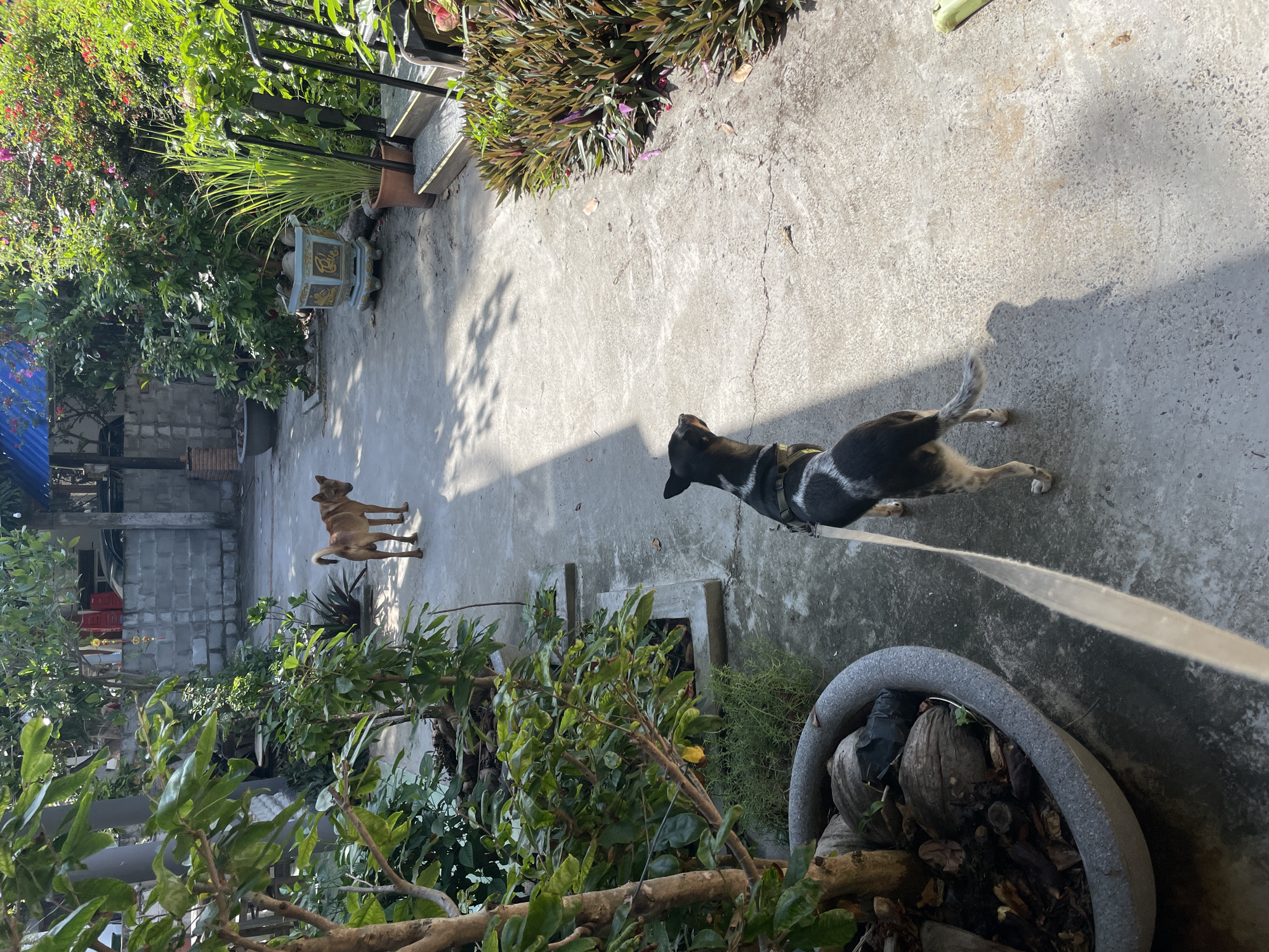 The image depicts an outdoor scene in Phu Thuy Ward, Vietnam, characterized by a concrete pathway winding through a lush garden. Two dogs are present: a tan-colored dog standing in the middle ground, facing away from the camera, and a black and white dog in the foreground, also facing away, wearing a harness and leash. The garden features an abundance of green foliage, potted plants, and decorative elements like a large planter containing coconuts and bark. The pathway is dappled with sunlight and shadows, suggesting a bright day. In the background, a brick wall and some structures are visible, indicating a residential or semi-urban setting. The overall impression is of a domestic, tranquil outdoor space.