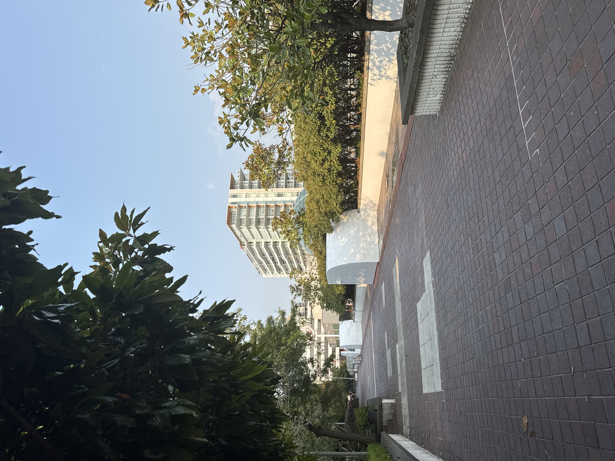 The image depicts a paved walkway in a park-like setting, likely within the city of North Vancouver, Canada, based on the architectural style of the buildings. The walkway is constructed with dark red square pavers and features lighter rectangular sections embedded within it. On the left side of the walkway, a dense canopy of dark green leaves from a mature tree partially obscures the sky. Further down the path, on the right, a lighter green tree with visible branches and leaves is positioned in a raised planter. Beyond the trees and walkway, there are several buildings. Closest to the walkway are low, white, curved structures that appear to be part of the landscape design, possibly serving as seating or decorative elements. Behind these, a row of neatly trimmed green bushes forms a hedge. Dominating the background is a tall, multi-story residential building with a white facade and balconies. The sky is a clear, light blue, suggesting daytime. No people are visible in the frame. The scene appears to be an urban green space, potentially a waterfront promenade or a landscaped area in a residential complex.