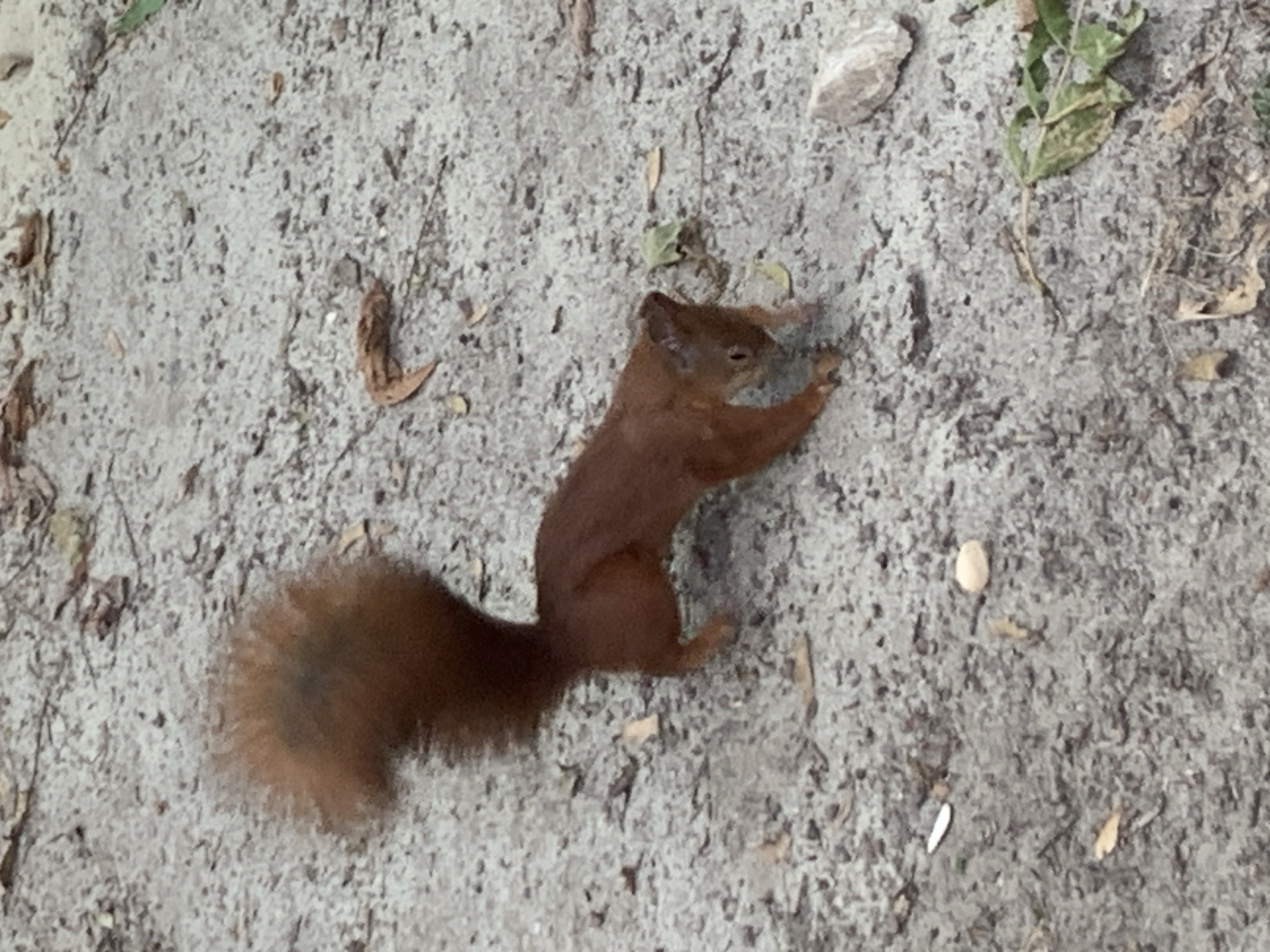 A red squirrel with a bushy tail is on a granular surface composed of sand and small stones. Dried leaves and a few green leaves are scattered on the ground. The squirrel is facing right, with its head lowered as if foraging. There is a small rock to the right of the squirrel. The scene appears to be outdoors, possibly in a park or natural area. There are no identifiable landmarks to confirm a specific location in Lviv, Ukraine.
