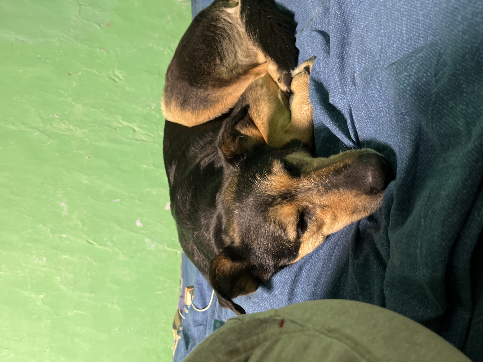 A tan and black dog is curled up on a blue quilted blanket. The dog is lying on its side with its head resting on its paws. The blanket is draped over what appears to be the legs of a person, wearing light colored pants. The floor is painted green. A set of keys is visible on the edge of the blanket. The location and city are not possible to determine from the visual information provided in the image.