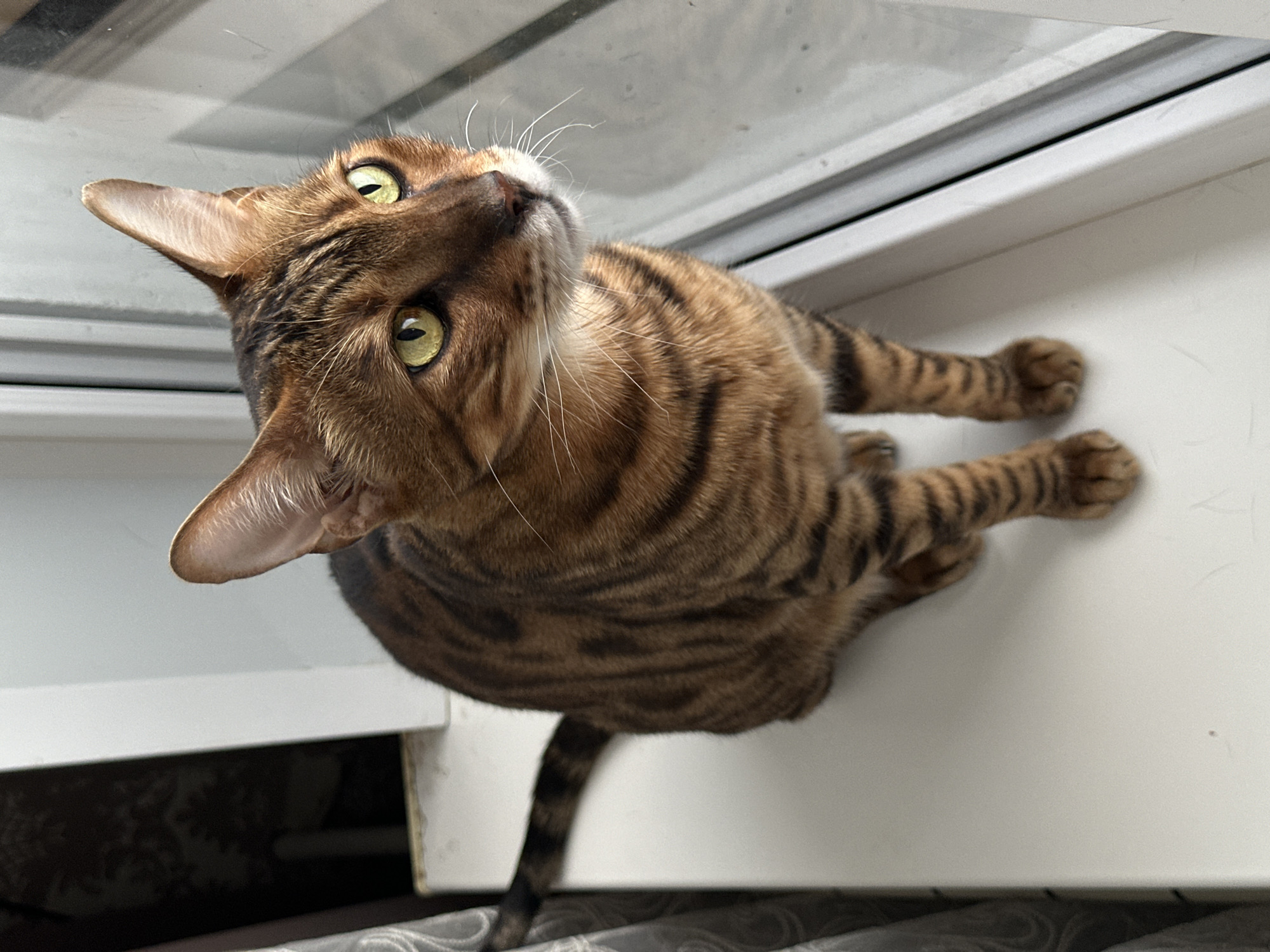 A close-up, high-angle shot shows a Bengal cat sitting on a white windowsill, looking out a window. The cat has distinctive golden-green eyes, a tabby coat with dark brown stripes, and is facing to the right of the frame. Its tail is curled behind it. The background includes a dark curtain on the left and the white frame of the window on the right. The environment appears to be indoors, possibly a residential setting. The image does not provide any information about the city of Gornyi Erik, Russia, or any inhabitants.