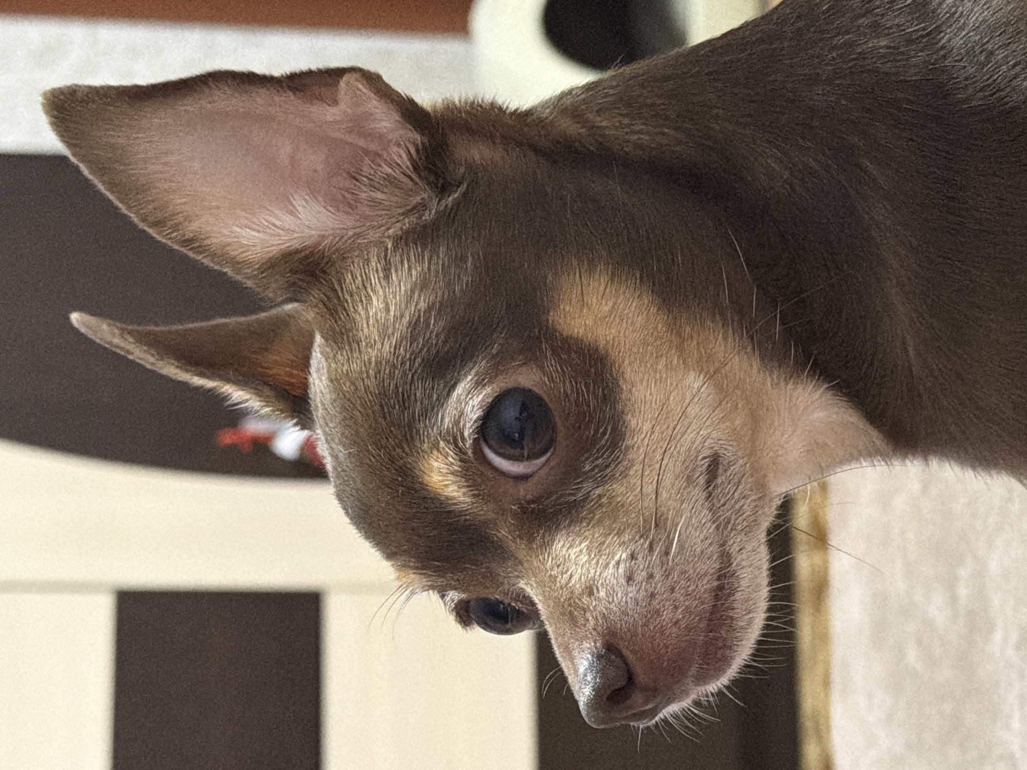 A close-up, profile shot captures a brown Chihuahua with large, dark eyes and prominent ears looking to the left. The dog's fur is a mix of dark brown and tan, with lighter fur around its muzzle. The background is blurred, with vertical stripes of dark brown and beige on the left and a beige surface with a dark shape on the right, suggesting an indoor environment.