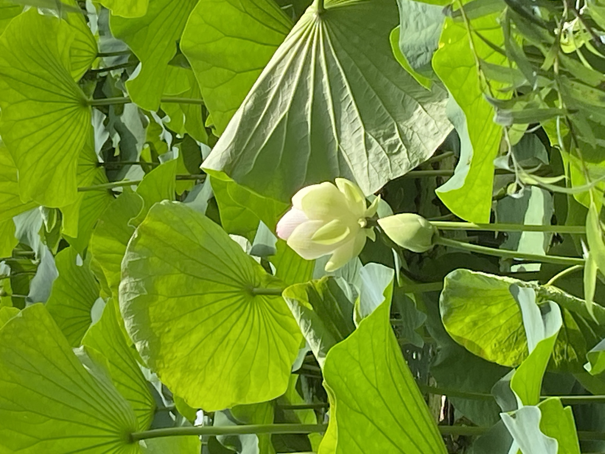 A close-up shot captures a cluster of lush green lily pads and a delicate light pink lotus flower in bloom. The lotus bud is partially open, revealing soft, pale petals. Sunlight illuminates the scene, highlighting the intricate veining of the large, circular lily pads, some of which are angled to show their undersides. The overall impression is one of tranquility and the natural beauty of a pond or watery garden. The location context is Plastunovskaya, Russia. There is no visible text in the image.