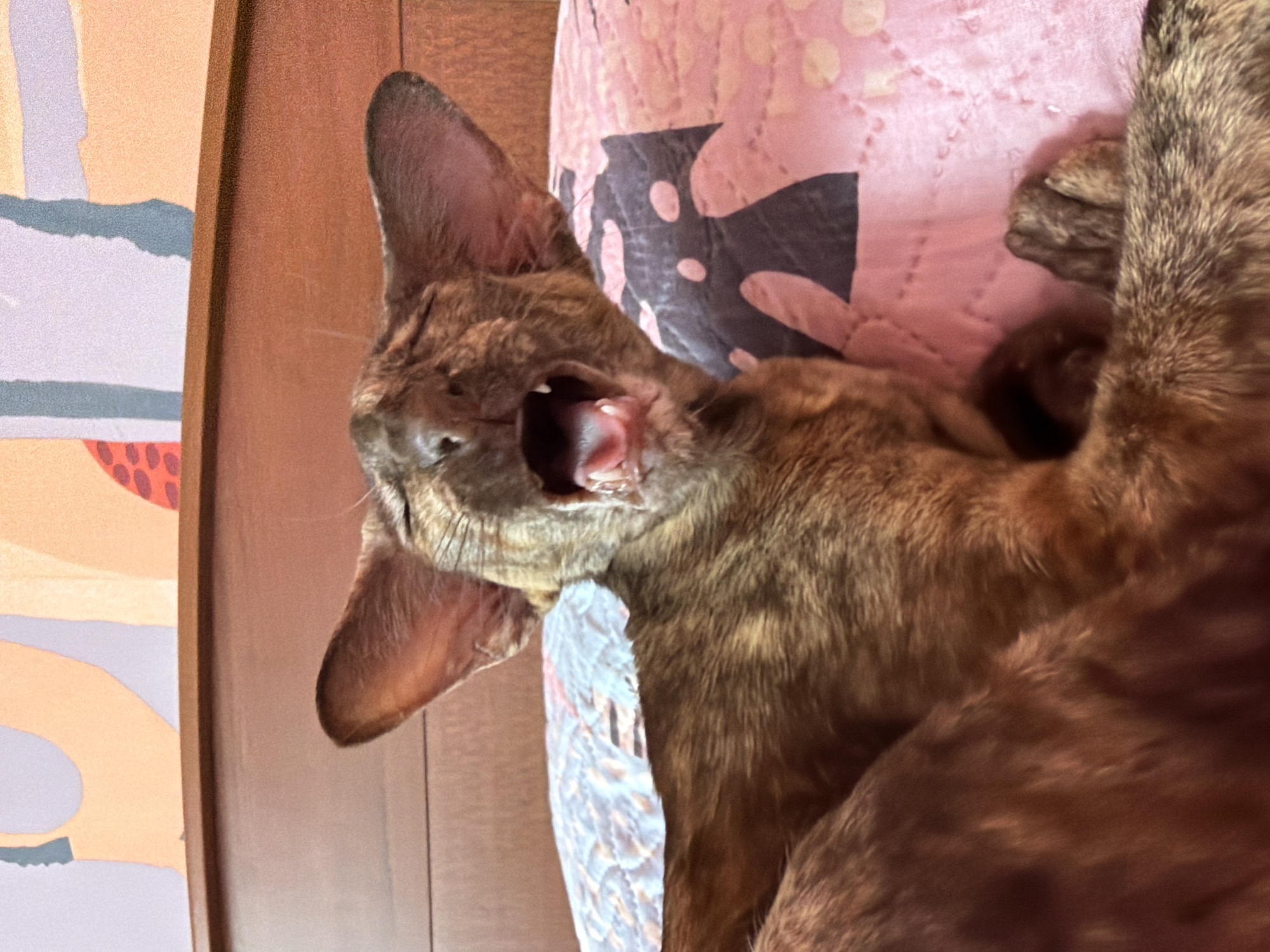 A brown tabby cat is lying on a pink blanket with black and white patterns. The cat's mouth is open in a wide yawn. To the left of the cat is a piece of art on a wooden wall. The location is Chaikovsky, Russia.