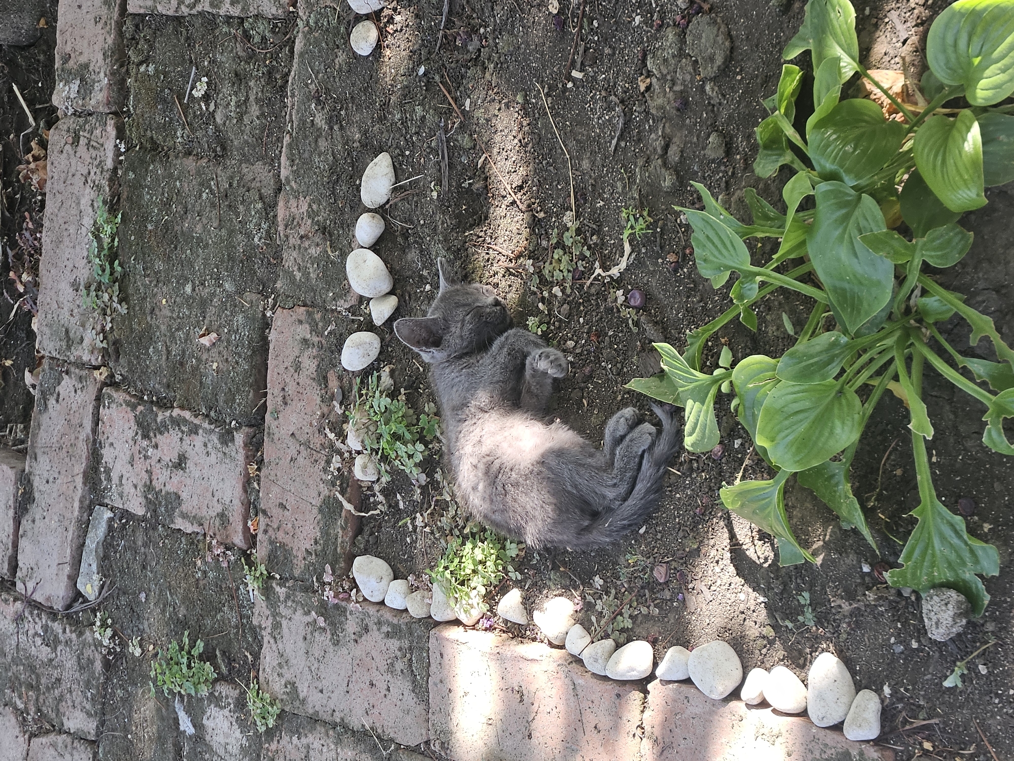 In the city of Ekzarh Antimovo, Bulgaria, a young grey kitten sleeps soundly on dark soil. The kitten is curled on its side, with its eyes closed and its tail resting on its body. The ground is covered with small white pebbles, arranged in a rough outline around the sleeping kitten. Several small green plants sprout from the soil, and a larger plant with broad green leaves is visible in the foreground. In the background, red brick paving stones are visible, some of which are covered in moss. The scene is bathed in sunlight, casting shadows on the ground.