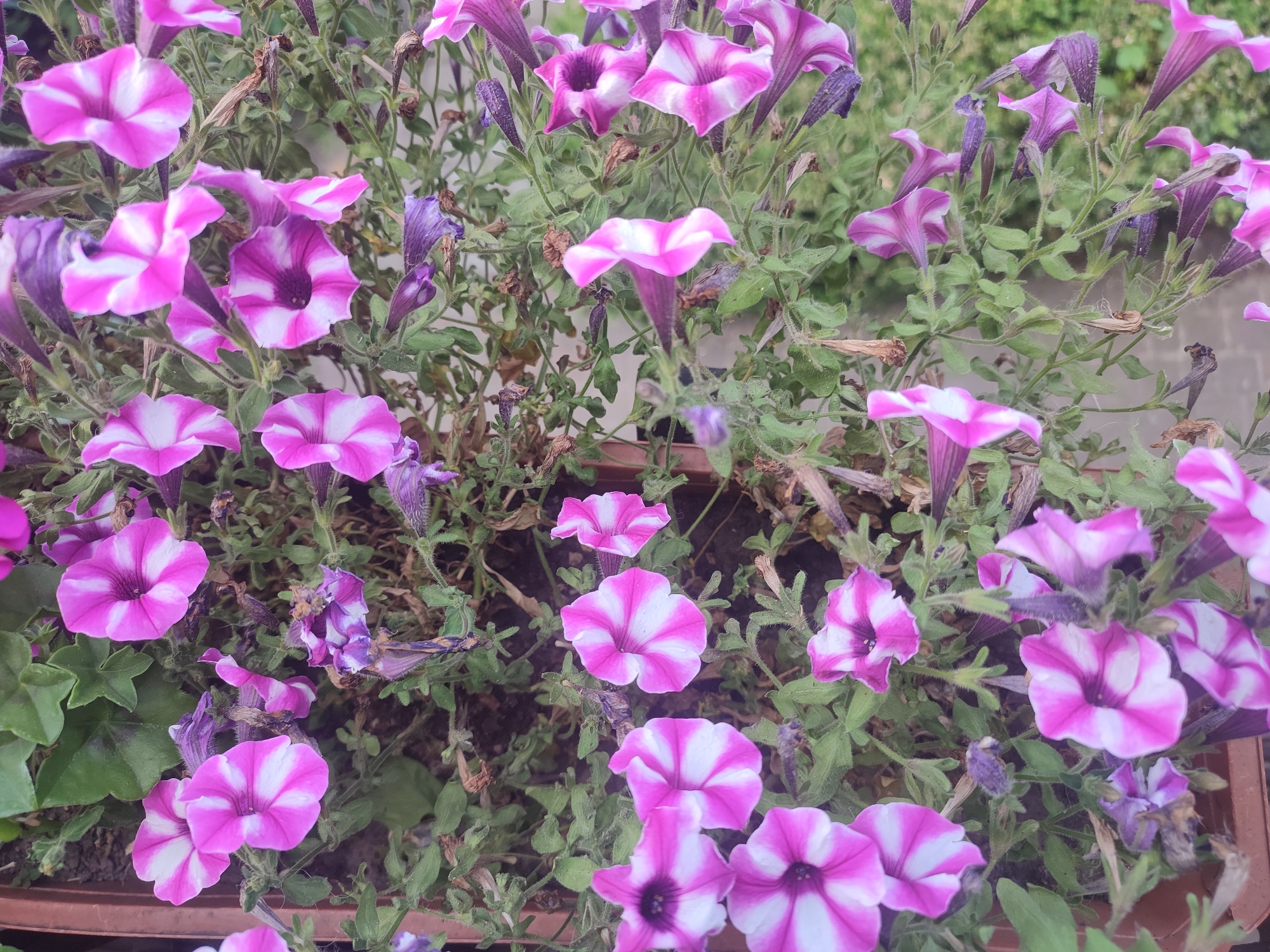 A close-up, high-angle shot shows a planter filled with numerous vibrant pink and white striped petunia flowers. The blooms are in various stages of opening, with some fully unfurled and others still in bud. The petals have a delicate, trumpet-like shape and feature distinct, alternating stripes of fuchsia and white. Several of the flowers have dark centers.
Interspersed among the blooming flowers are wilting, purple petals and dried, brown remnants of past blooms, suggesting a mix of new growth and aging flowers. The greenery of the plants provides a lush backdrop, with some leaves appearing a vibrant green and others slightly faded. The planter itself is a muted brown color, partially visible at the bottom of the frame.
The lighting appears to be natural daylight, casting subtle shadows. The overall impression is one of abundant floral growth in a garden setting, possibly a residential or public planter. No people, animals, or text are visible in the image. The location context is Kriukivshchyna, Ukraine.