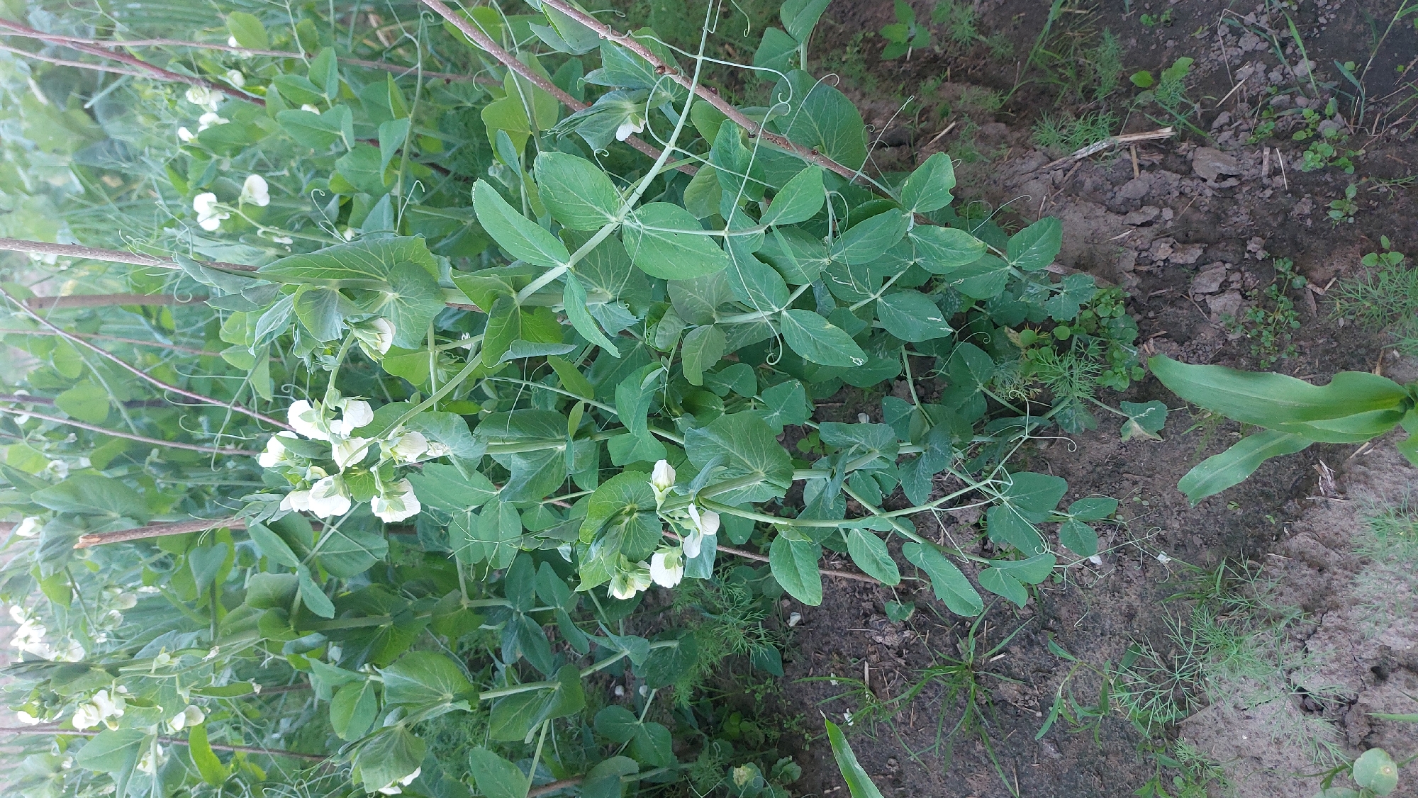 A patch of pea plants with white flowers are growing in a garden bed. The plants are supported by thin stakes and have large, green leaves. The soil is dark and appears moist. In the lower right corner, a young corn plant is visible. The background is blurred and suggests a natural outdoor setting, possibly a rural area. The image was taken in the city of Masty, Belarus.