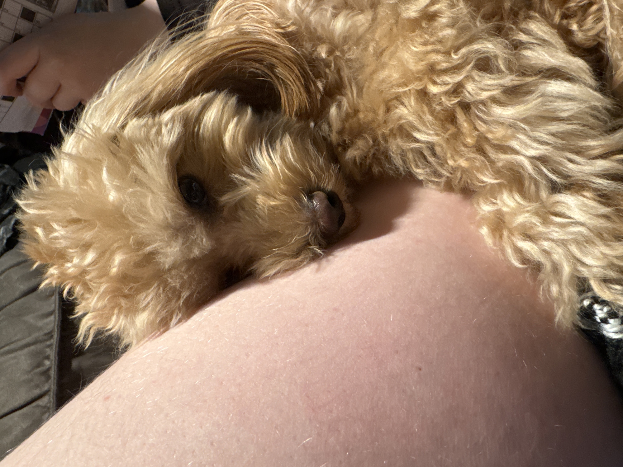 In the city of Бараўлянскі сельскі Савет, Belarus, a small, tan-colored dog with curly fur is resting its head on a person's leg. The dog's eyes are partially closed, and its nose is dark and moist. The person's leg is bare and has a fair complexion with visible pores and fine hairs. The background is out of focus, showing a dark, textured surface, possibly upholstery, and a hint of a person's hand holding a book or paper in the upper right corner. The lighting suggests an indoor setting with natural light coming from the side, casting shadows on the dog's fur and illuminating the person's leg. The overall scene conveys a sense of closeness and comfort between the dog and the person.