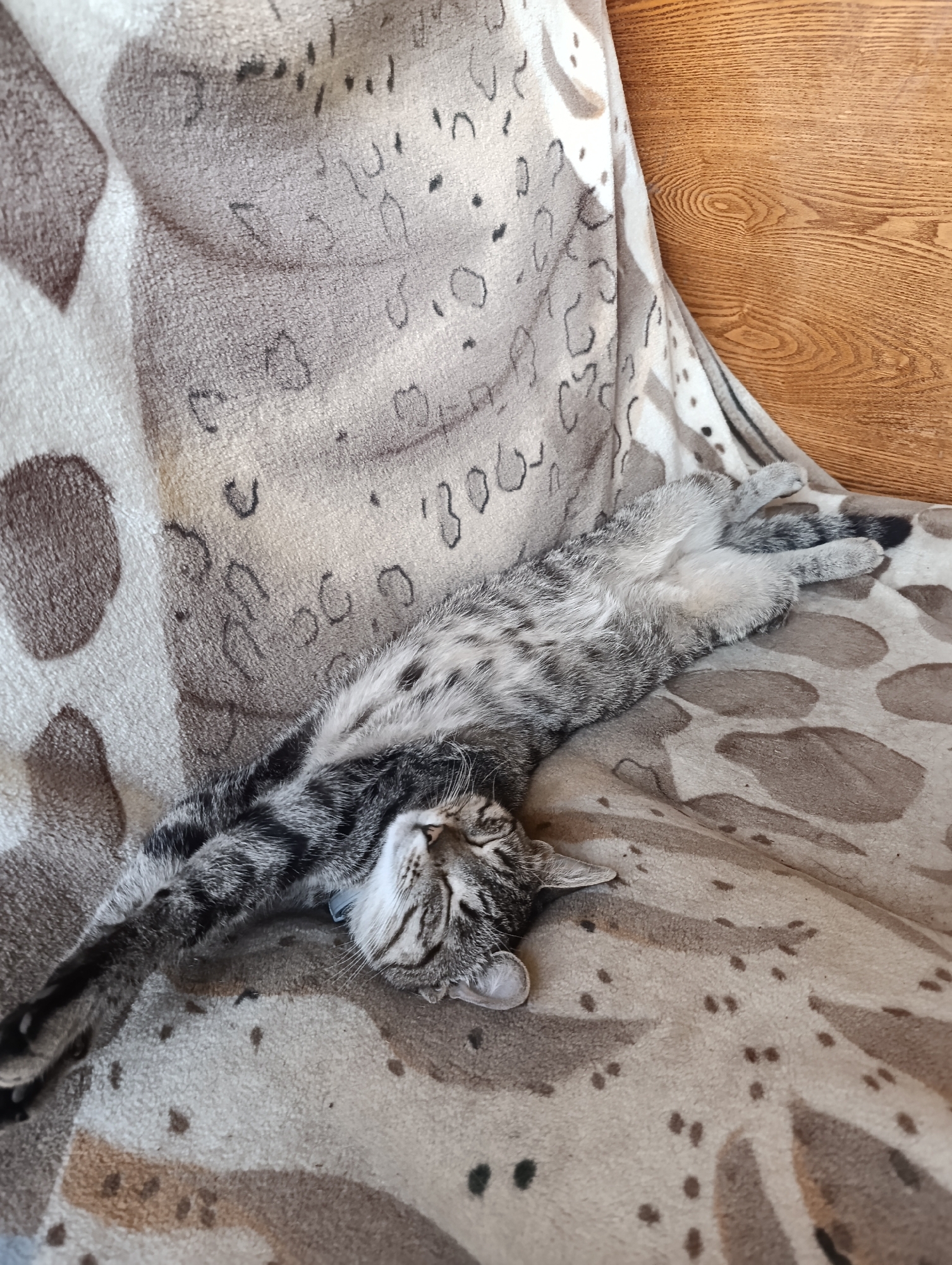 A tabby cat is lying stretched out on its back on a patterned blanket. The blanket has a design of large, irregular brown shapes and smaller dark spots. The cat has grey and black stripes and a light-colored belly. Its eyes are closed, and its paws are extended. The blanket is draped over furniture, with a wooden surface visible in the upper right corner. The scene appears to be indoors, possibly in a home setting. There are no specific landmarks or features in the image that would allow for identification of its location in Barnaul, Russia.