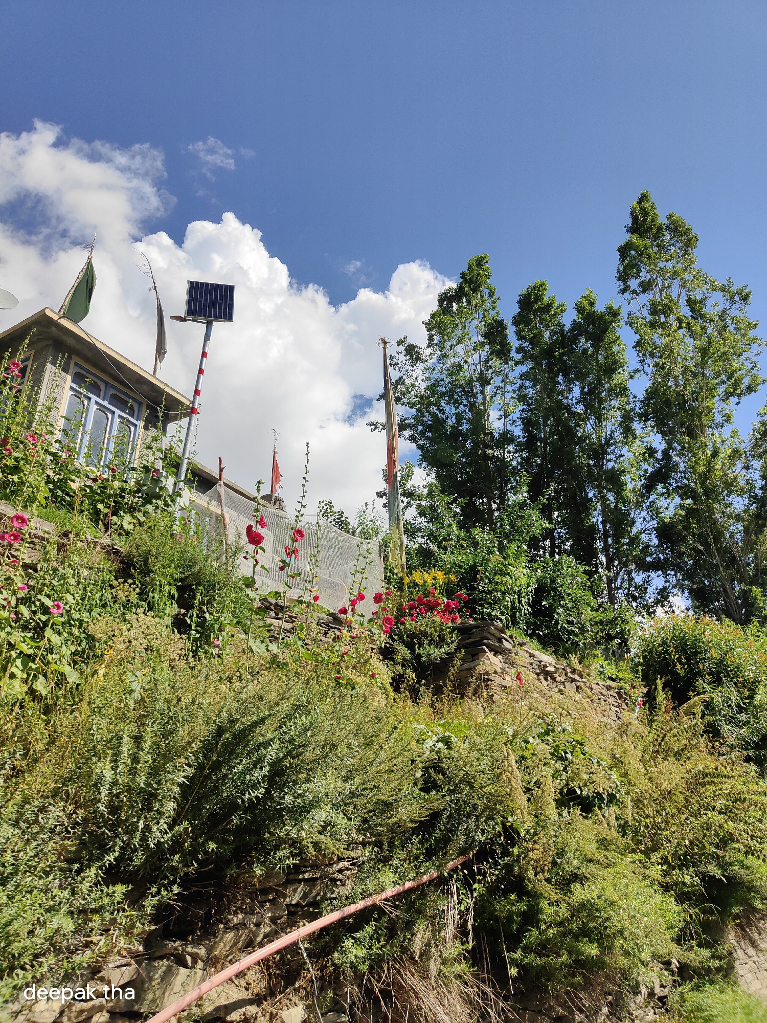 A low-angle, eye-level shot captures a steep, green hillside under a bright blue sky with fluffy white clouds. The hillside is densely covered with various types of vegetation, including tall trees with full green canopies on the right side of the frame, and lower shrubs and flowering plants in the foreground and midground. Pink hollyhock flowers are visible along the left side of the hillside, as well as near the top. A small, gray stone building with a blue-trimmed window is nestled into the upper left portion of the hillside. A solar panel is mounted on a pole in front of the building. Two flags, one green and one gray, are attached to the building or poles near it. A red flag is visible further up the hillside, partially obscured by foliage. A low stone wall runs along the mid-section of the hillside. A pinkish-red pipe is visible diagonally across the lower portion of the frame, resting on the ground. The image appears to be taken in a rural or mountainous area. The bottom left corner of the image contains the watermark "deepak tha".