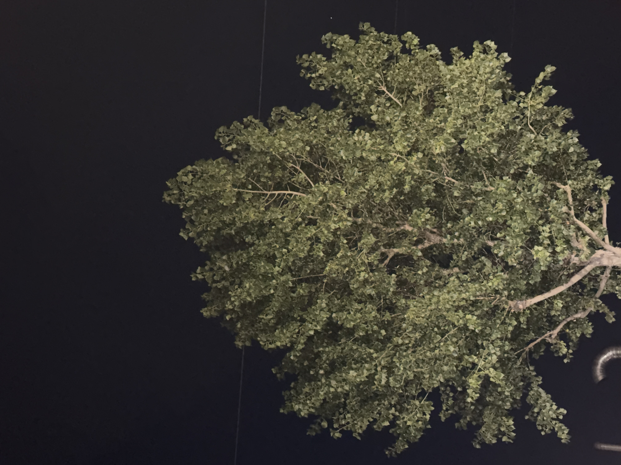 A close-up, low-angle shot shows a large tree with dense green foliage against a dark night sky. The tree's trunk and branches are visible, with the canopy filling most of the frame. Two thin horizontal lines, possibly power lines or wires, are faintly visible against the sky in the upper portion of the image. In the bottom left corner, a curved metallic object, possibly part of a structure or infrastructure, is partially visible. The image appears to have been taken in Sala Bolognese, Italy.
